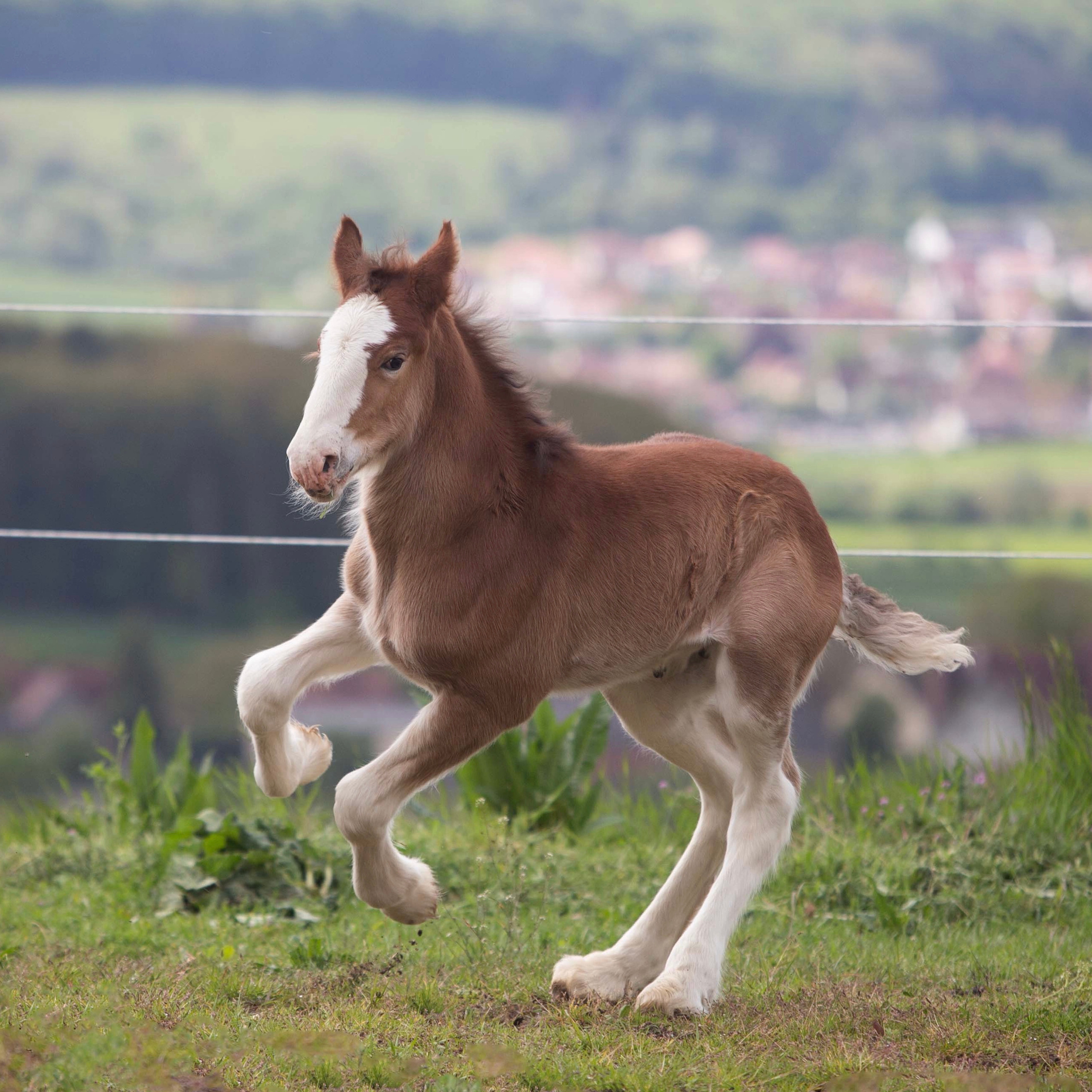 Lille Valley’s Chloé