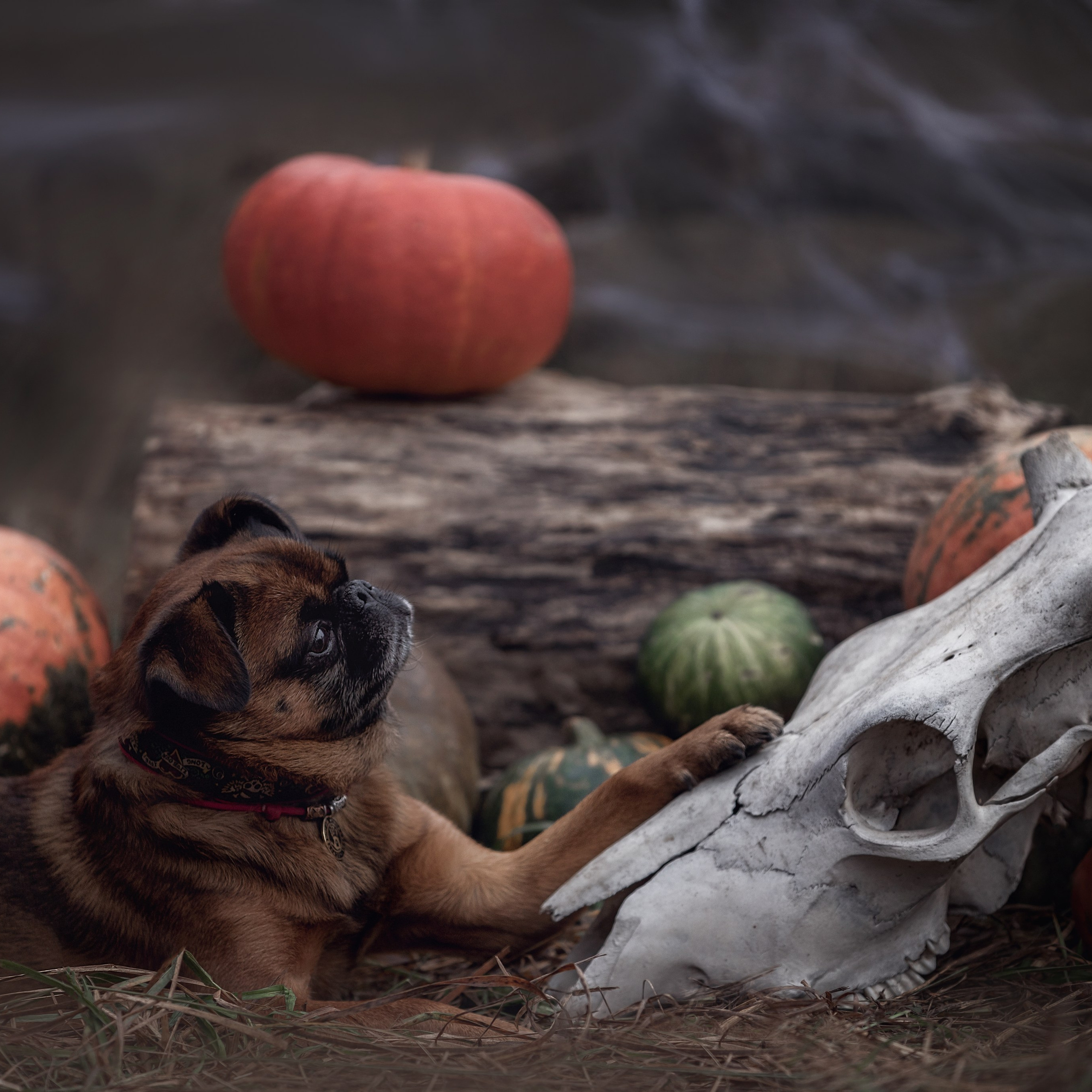 Корги Фил, Катя и Сергей. Новогодняя фотосессия в студии. Фотограф-анималист в Калуге Мария Шерскова
