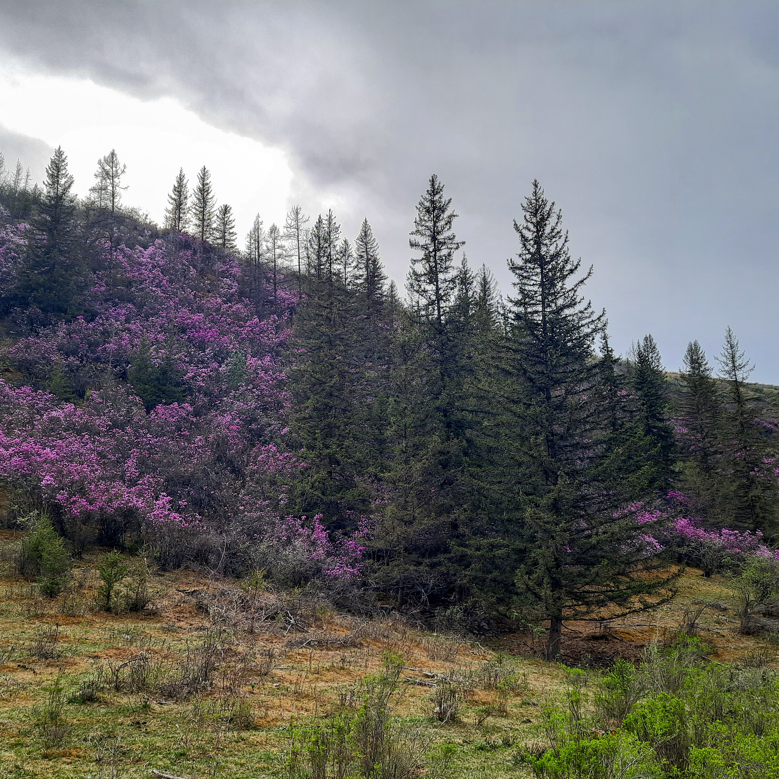 Как Генка Большой вёз Хагги Вагги на Тюнгурскую тропу. Gennady Travel