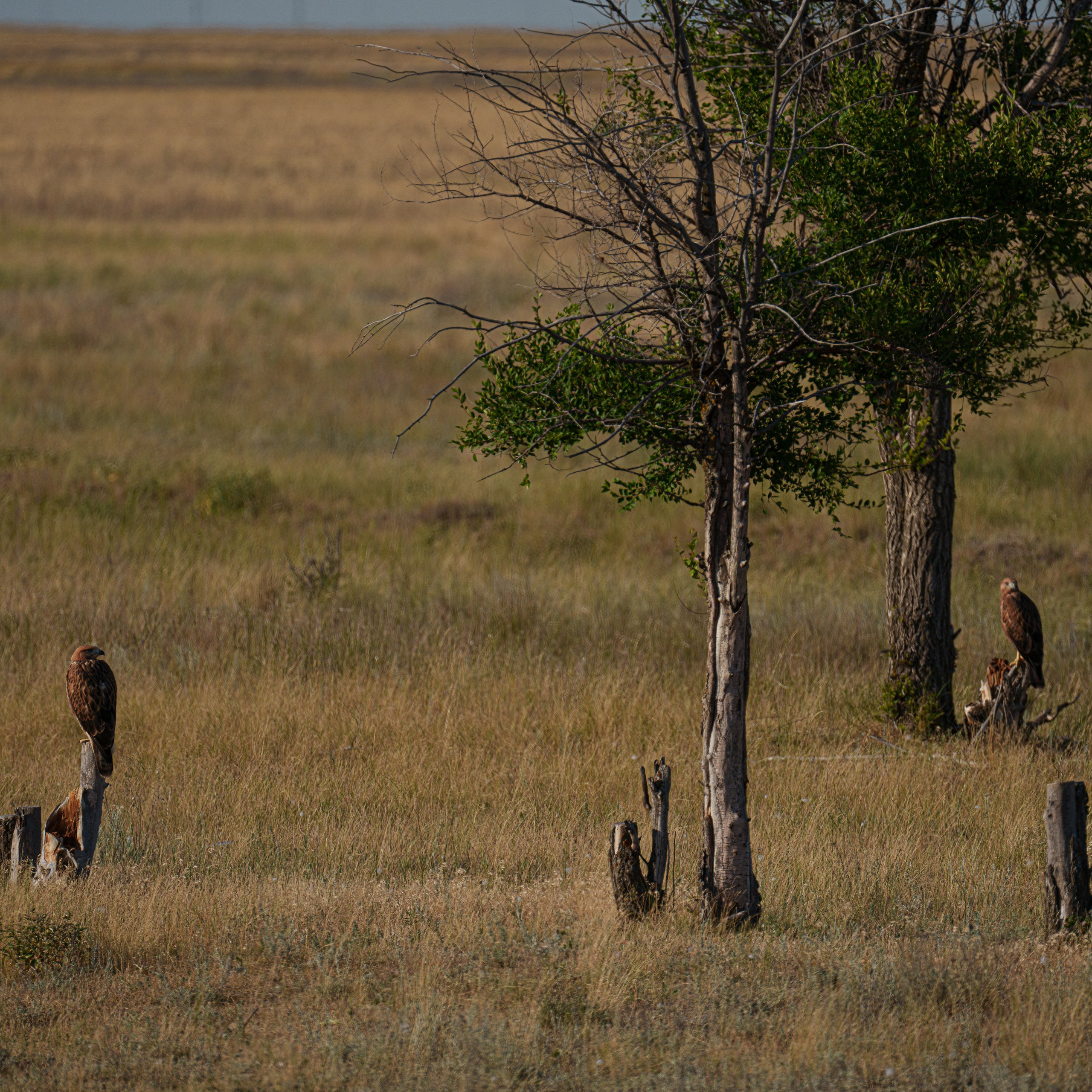 Эльтон: весенний пролет птиц