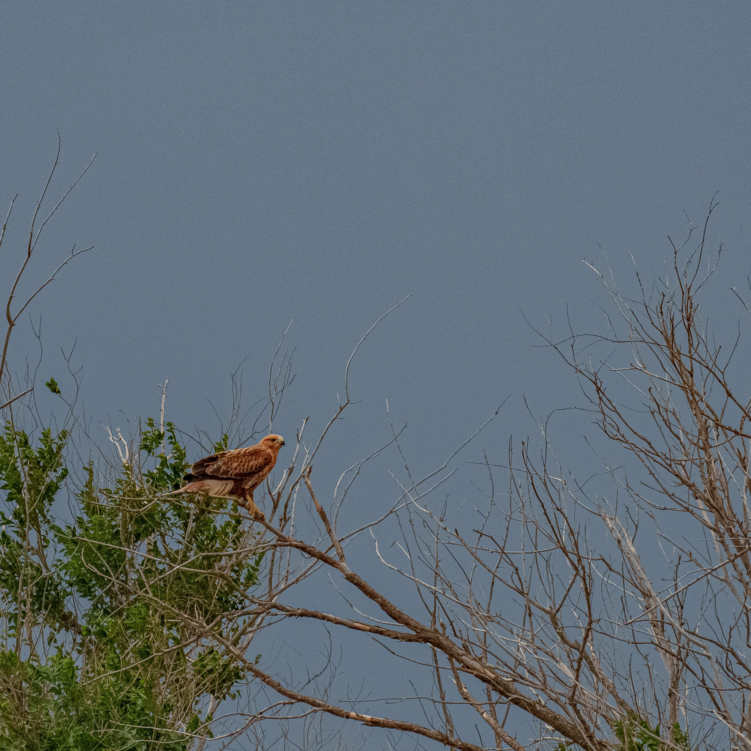 Эльтон: весенний пролет птиц