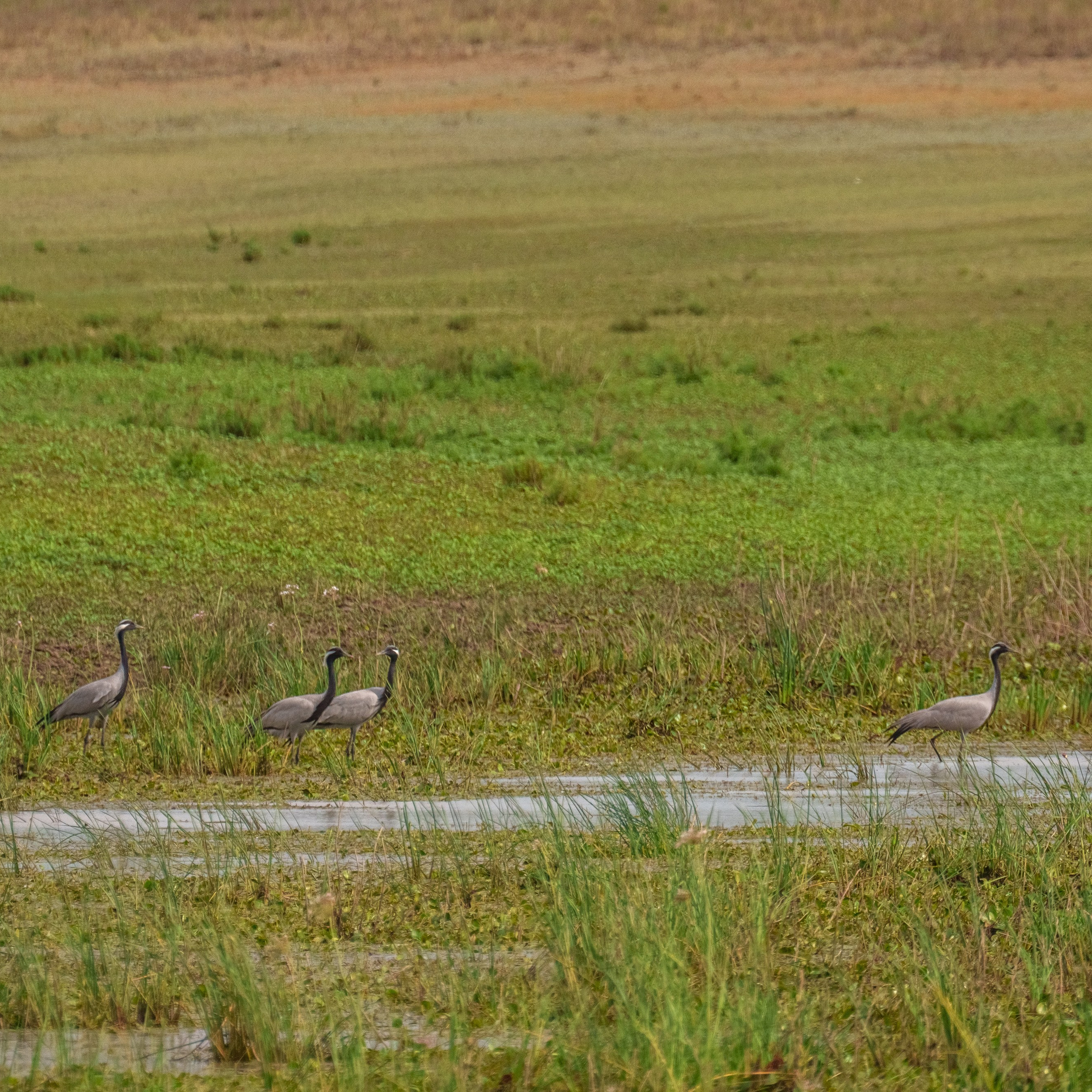 Эльтон: весенний пролет птиц