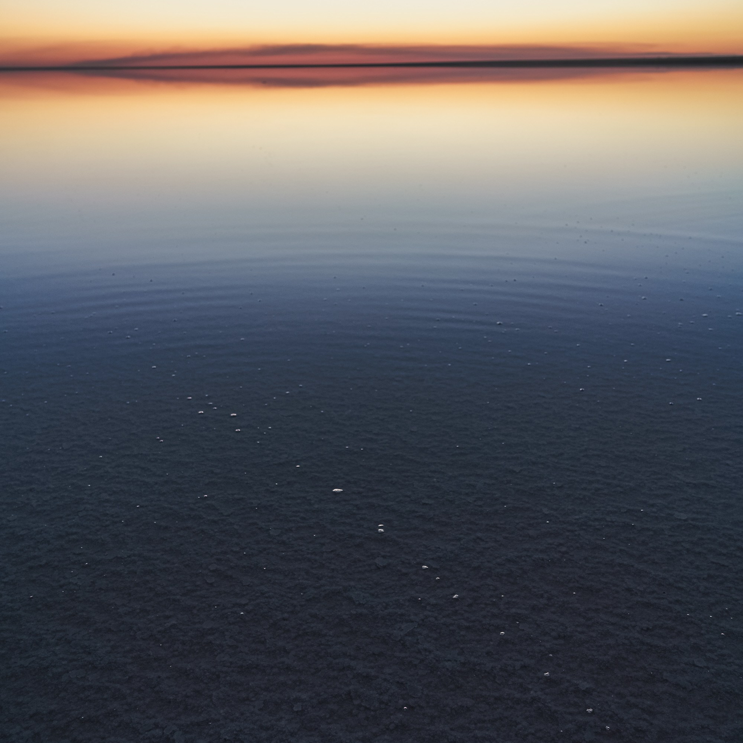 Эльтон: весенний пролет птиц