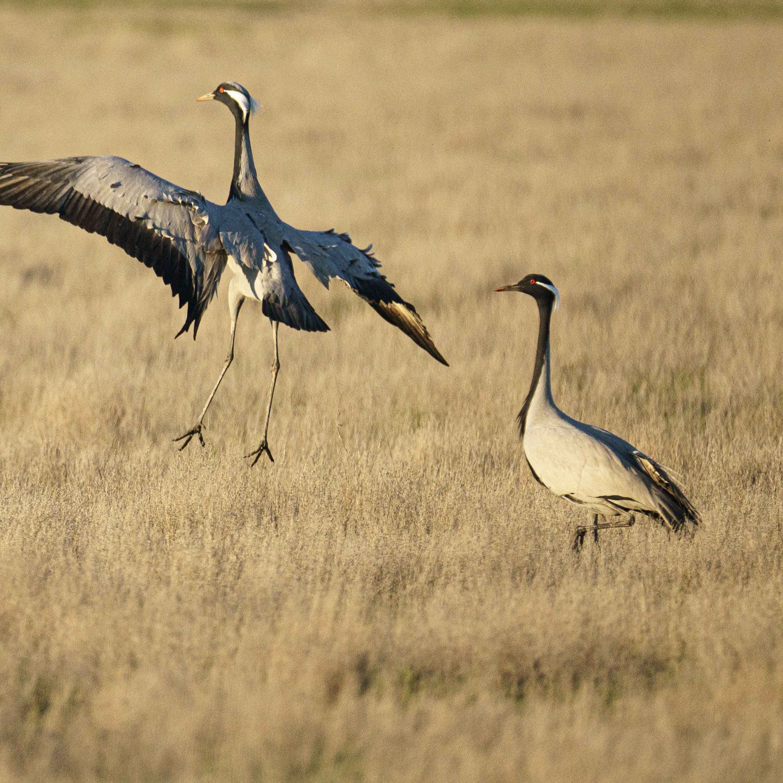 Эльтон: весенний пролет птиц