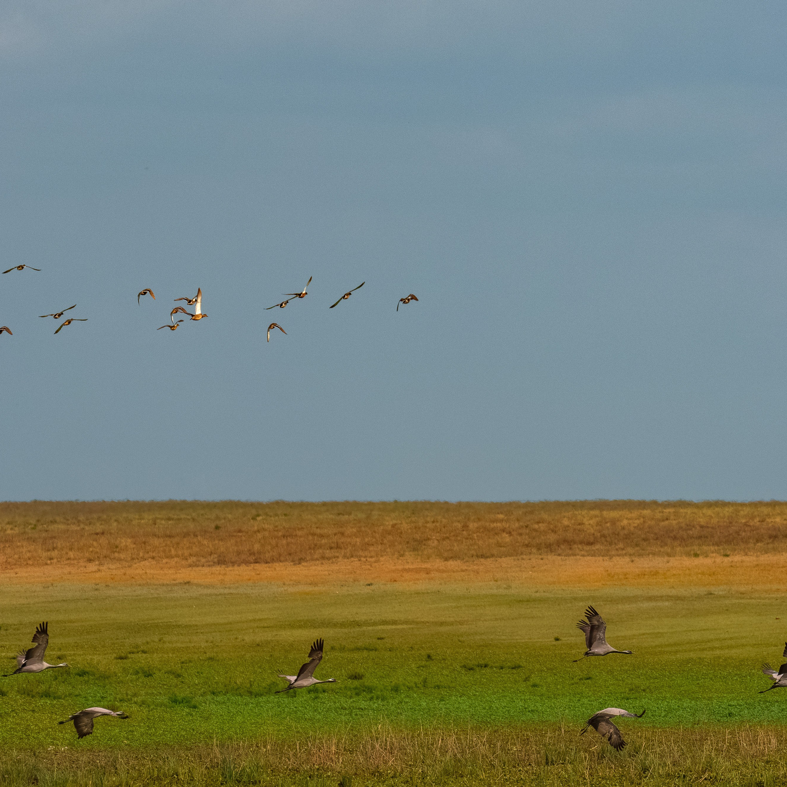 Эльтон: весенний пролет птиц