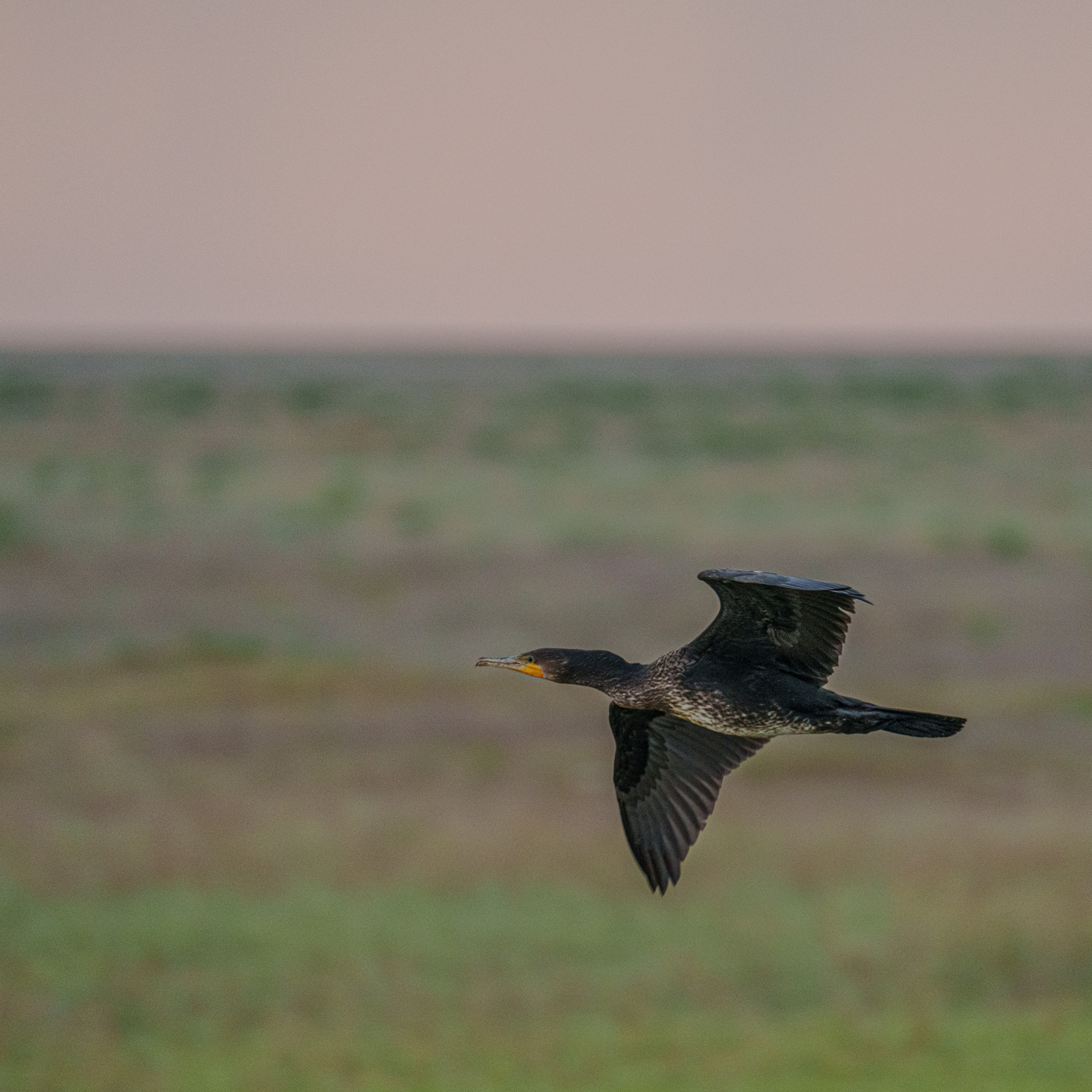 Эльтон: весенний пролет птиц