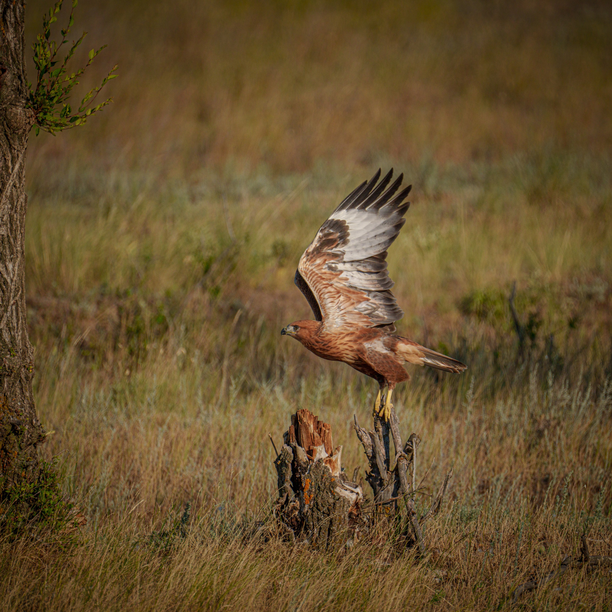Эльтон: весенний пролет птиц