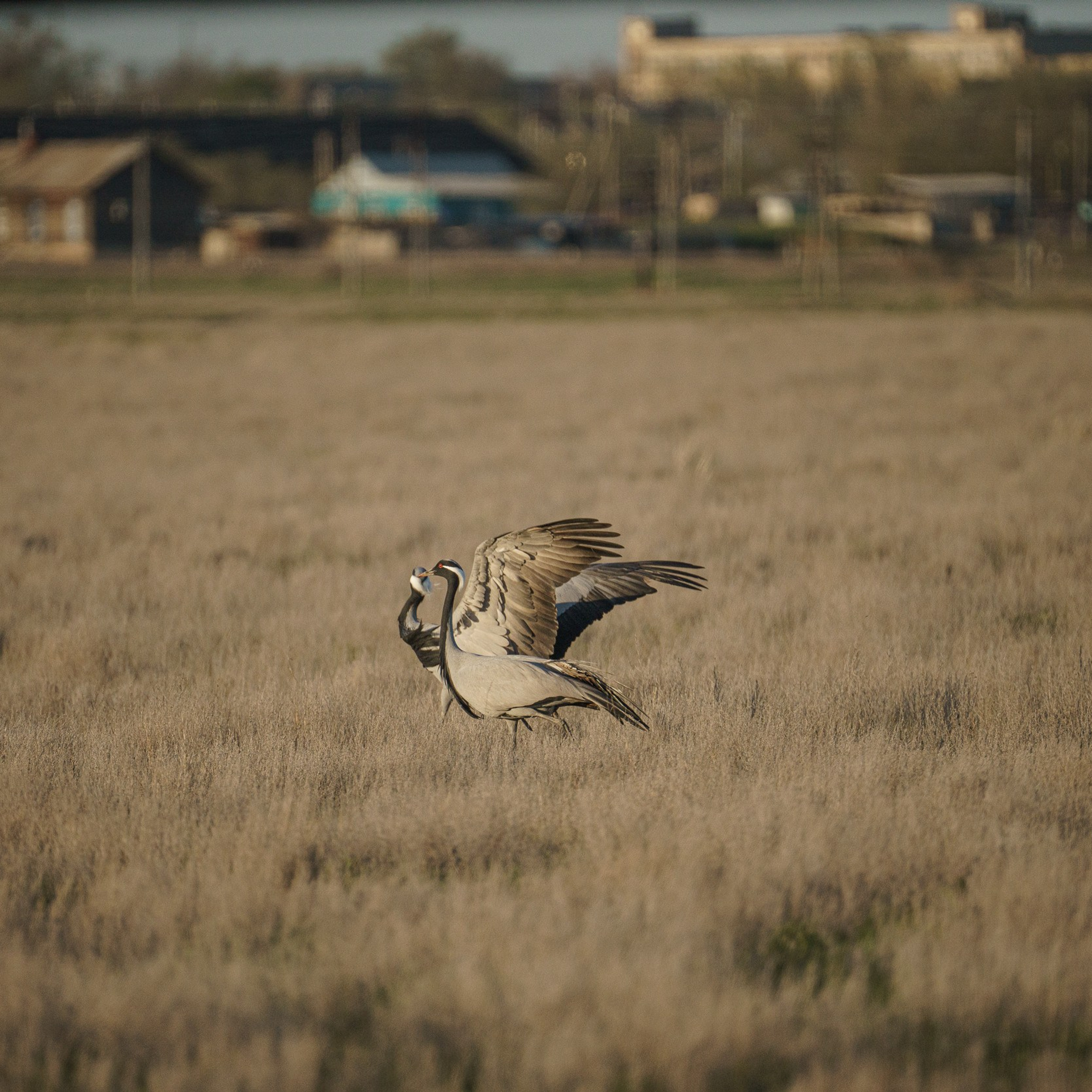 Эльтон: весенний пролет птиц