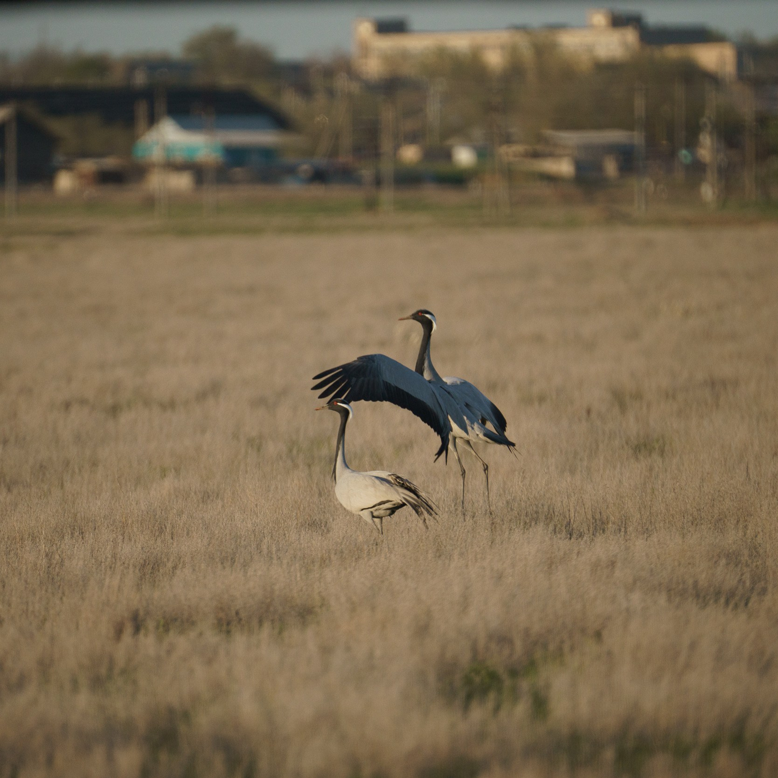 Эльтон: весенний пролет птиц