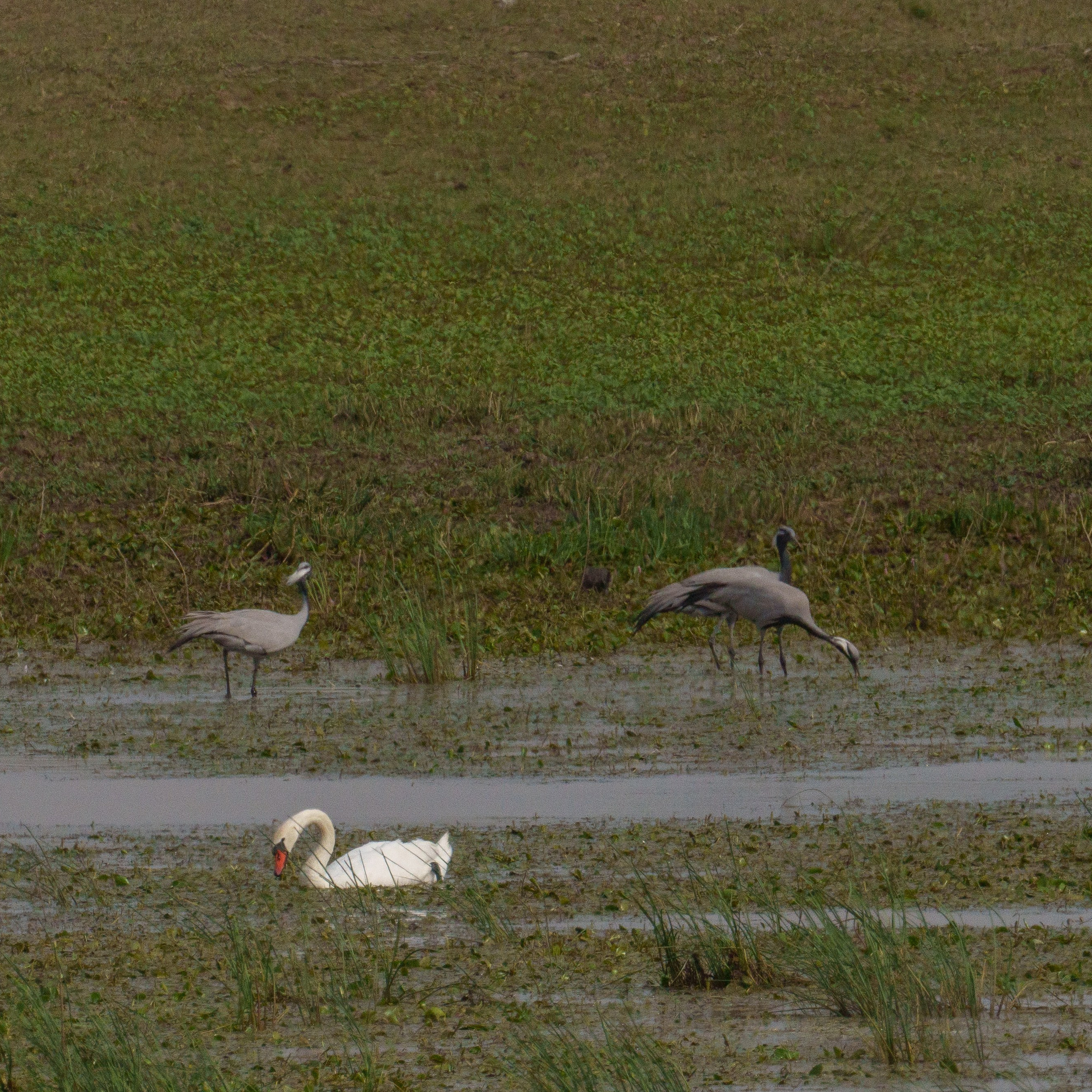Эльтон: весенний пролет птиц