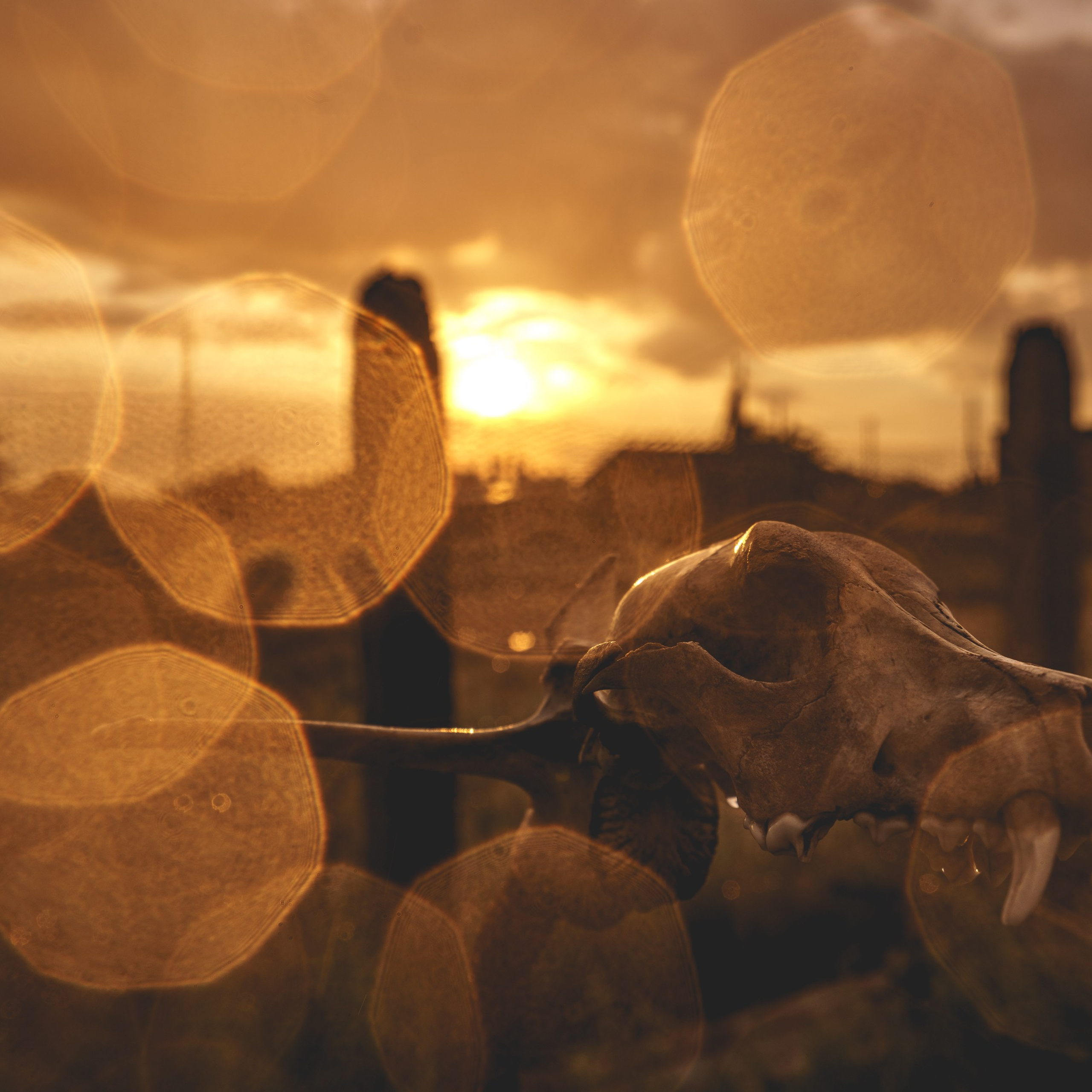 Эльтон: весенний пролет птиц