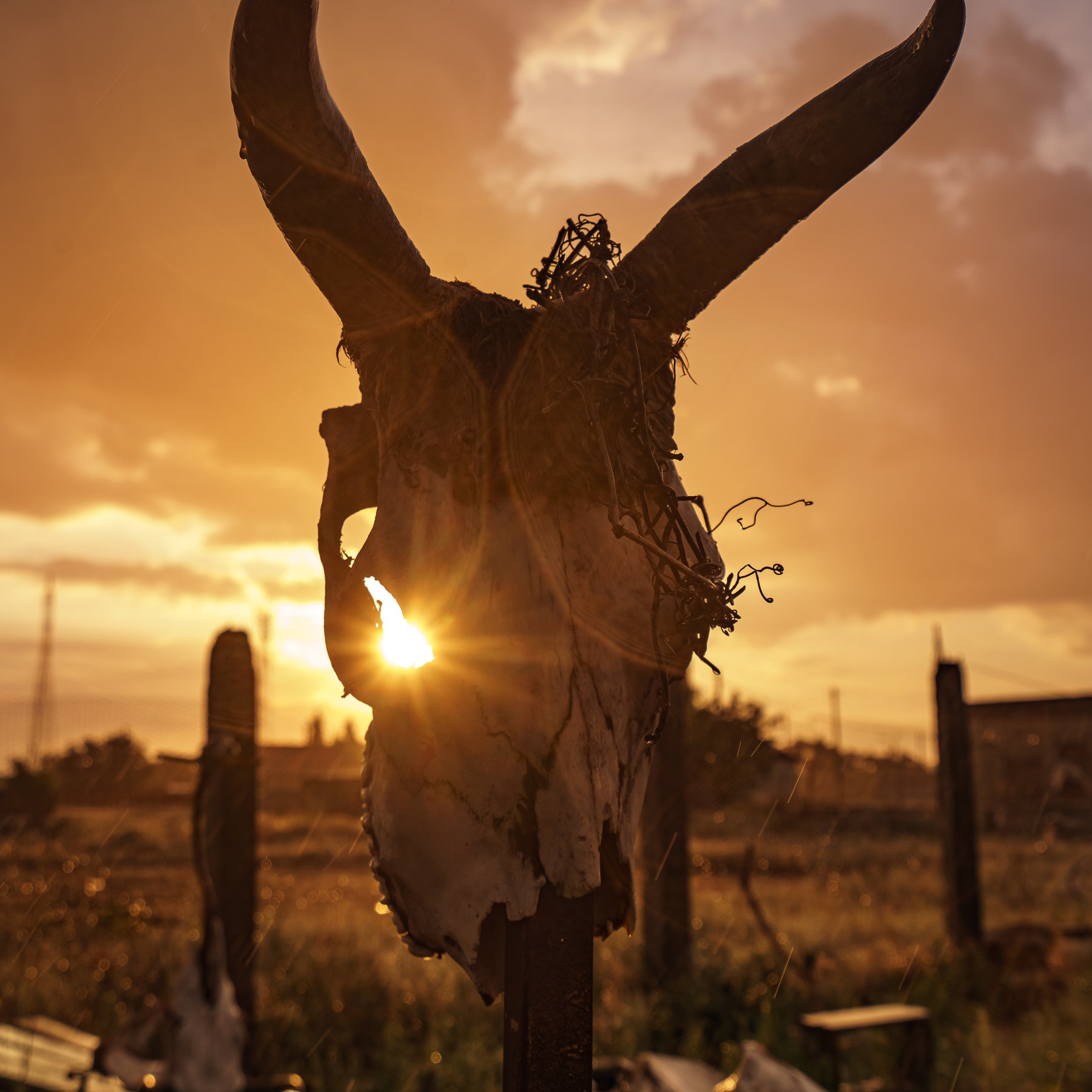 Эльтон: весенний пролет птиц