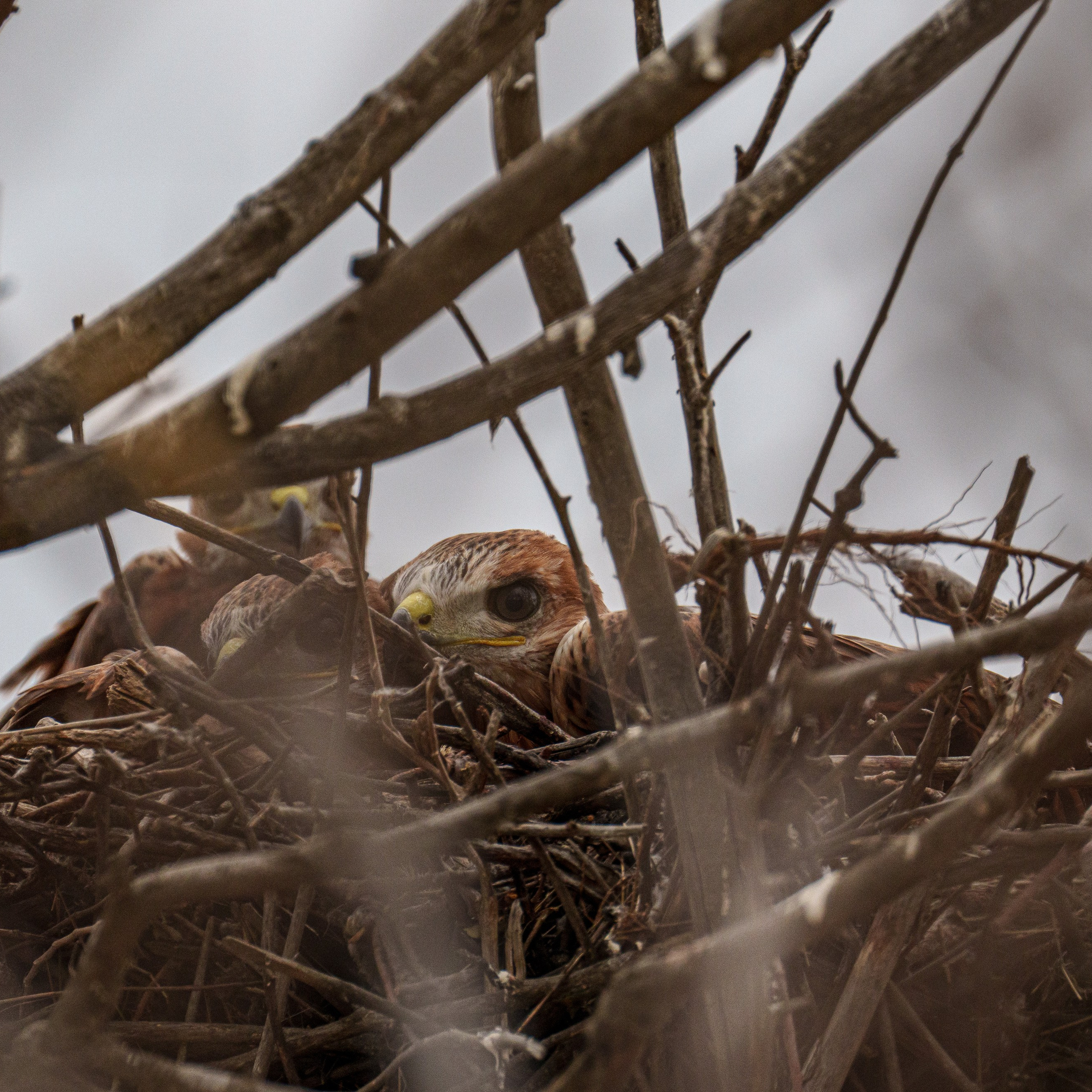 Эльтон: весенний пролет птиц