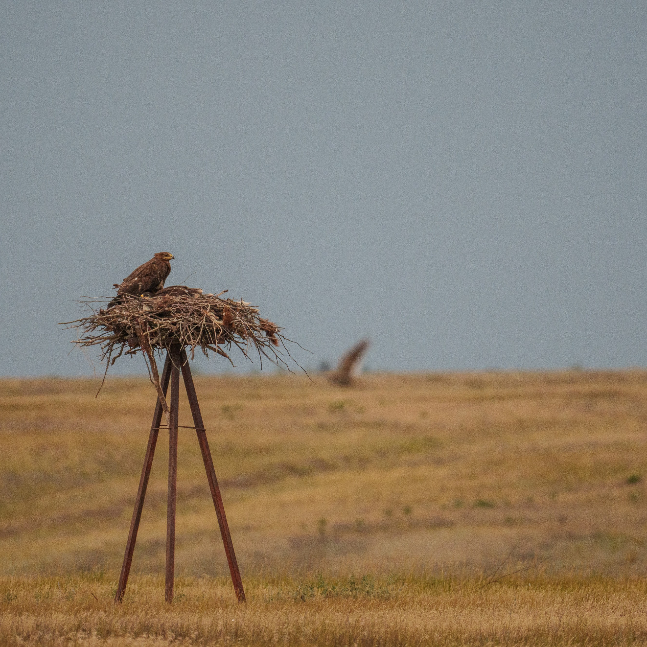 Эльтон: весенний пролет птиц