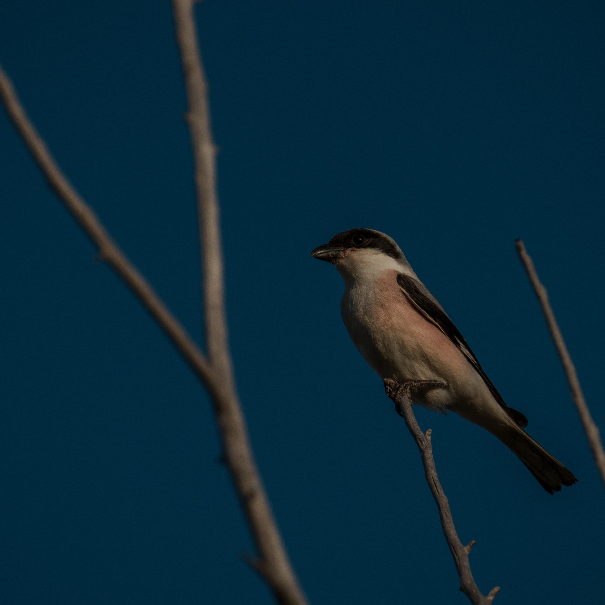 Эльтон: весенний пролет птиц