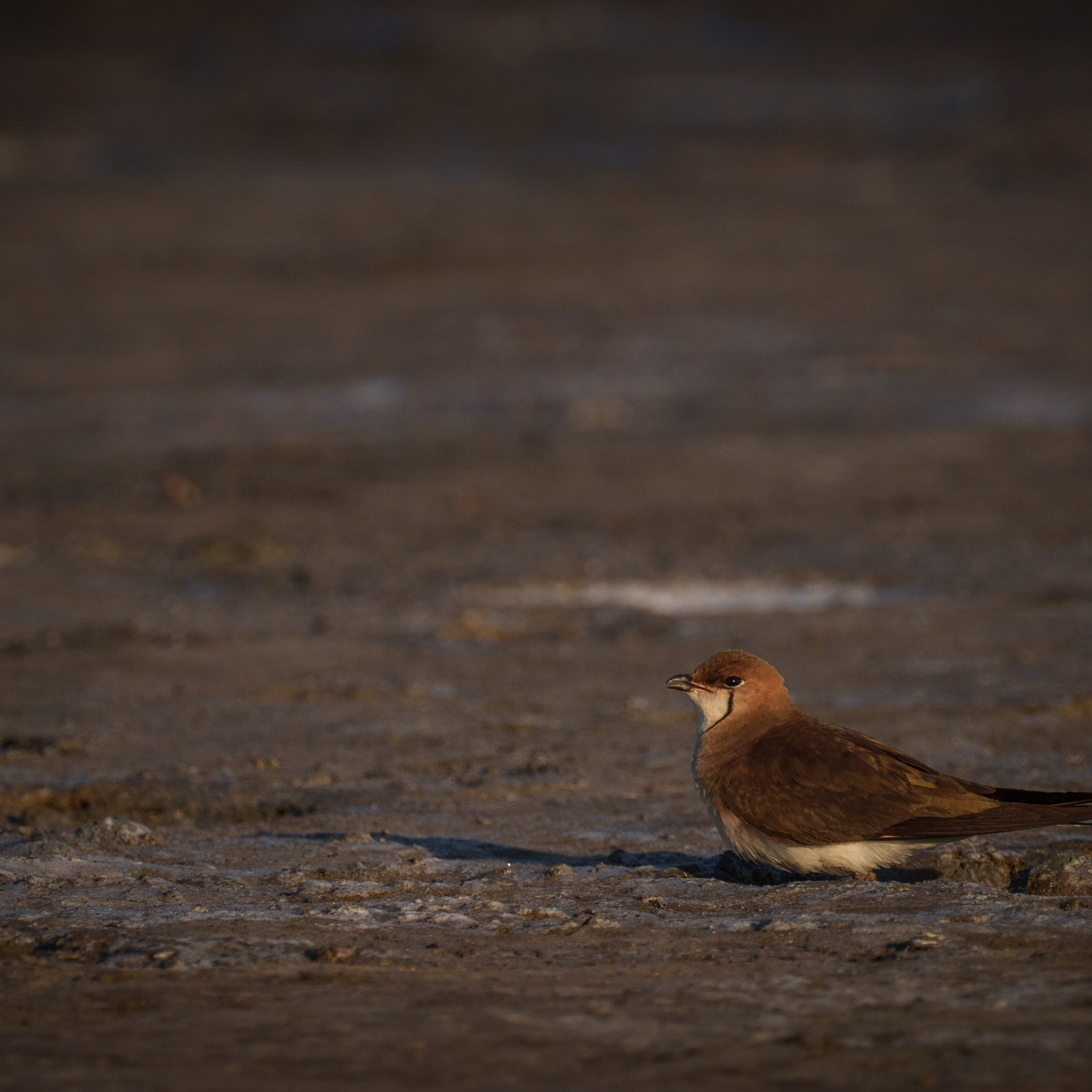 Эльтон: весенний пролет птиц