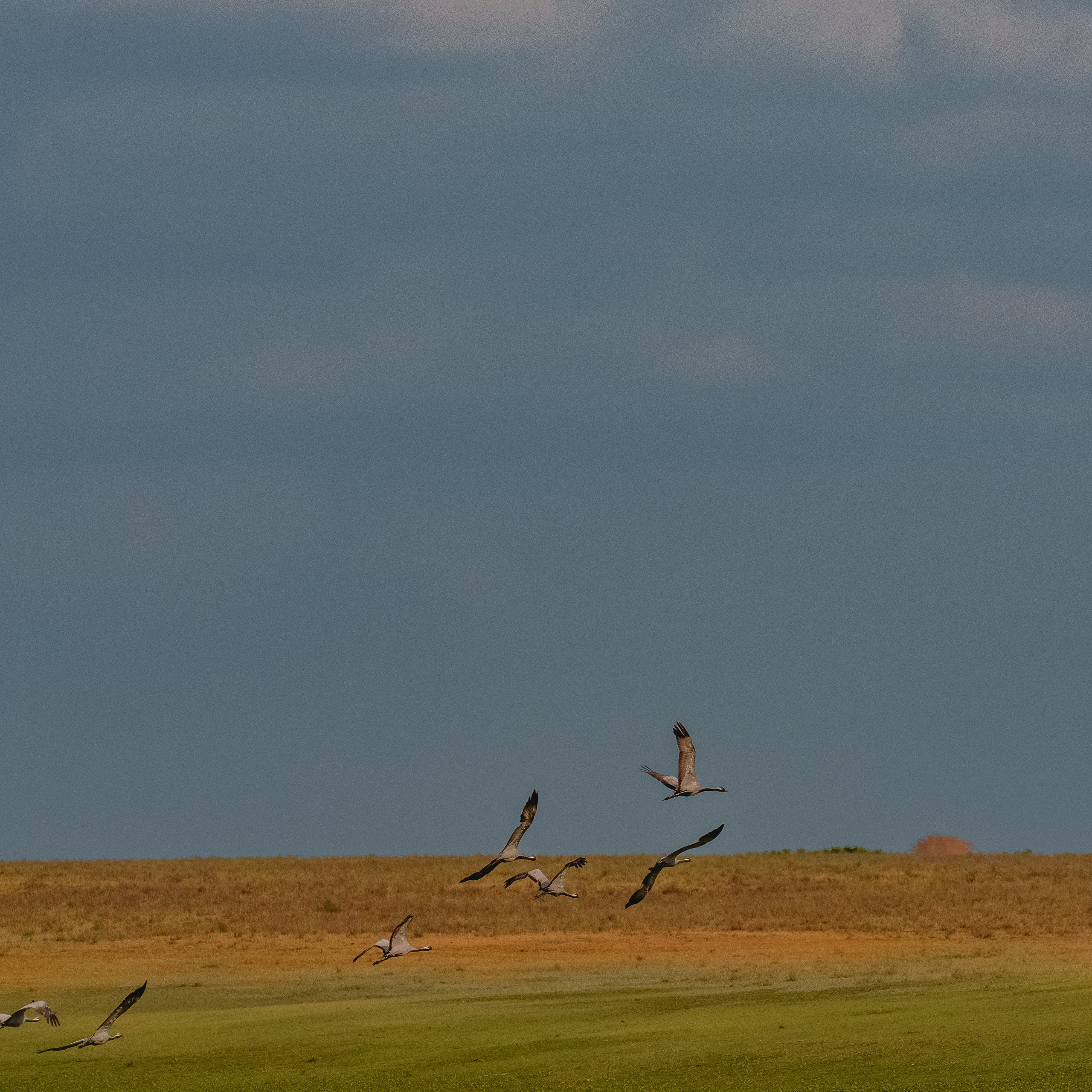 Эльтон: весенний пролет птиц