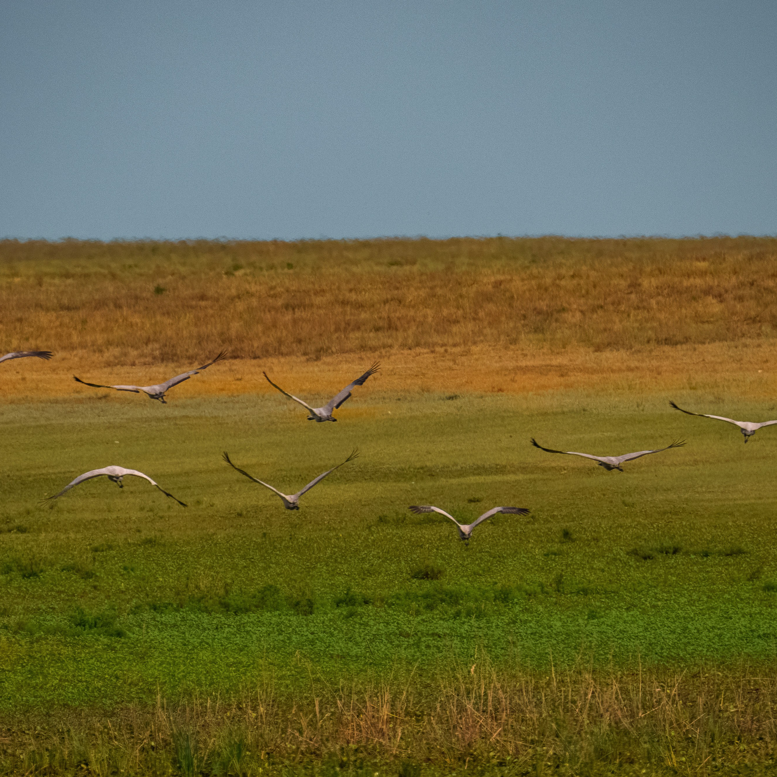 Эльтон: весенний пролет птиц