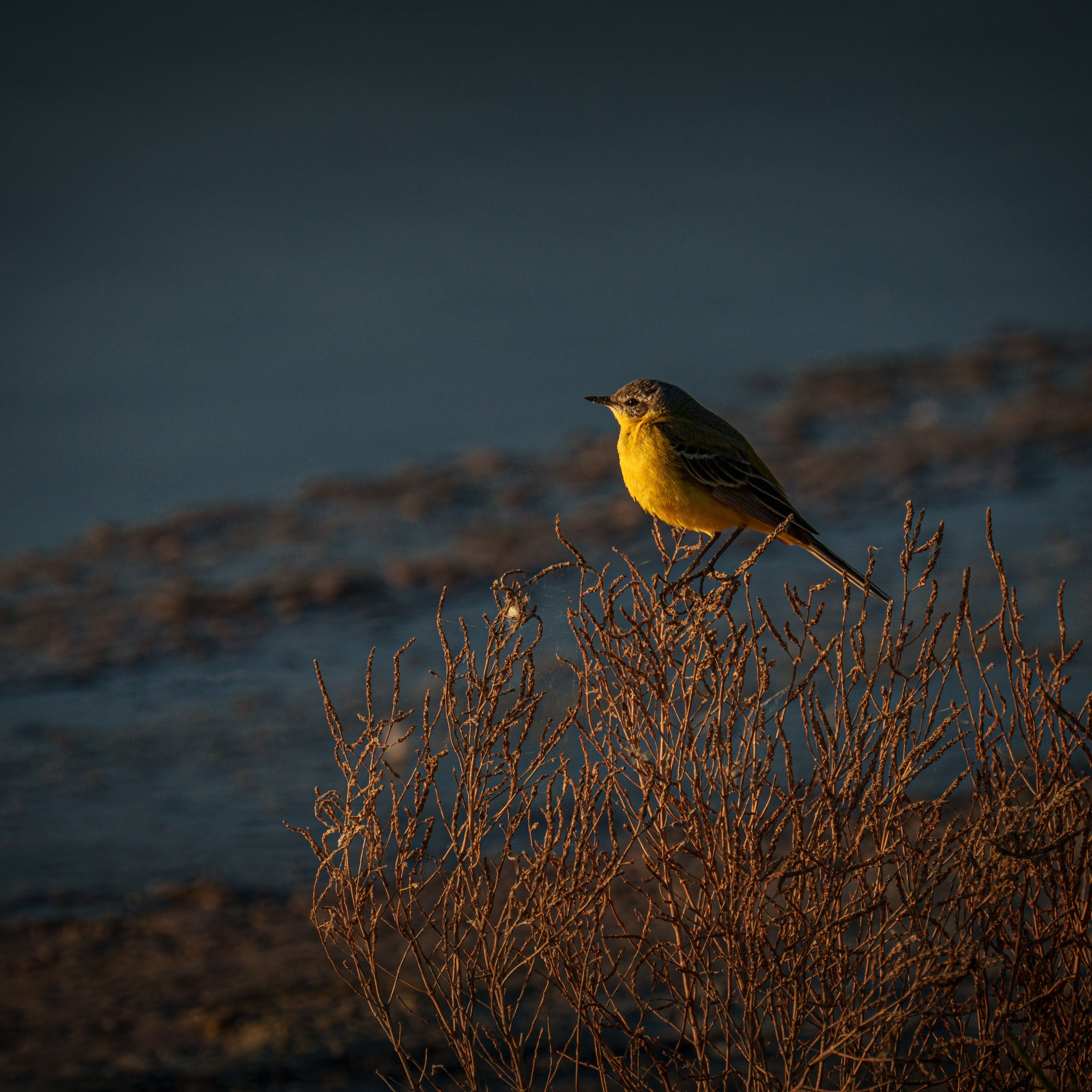 Эльтон: весенний пролет птиц