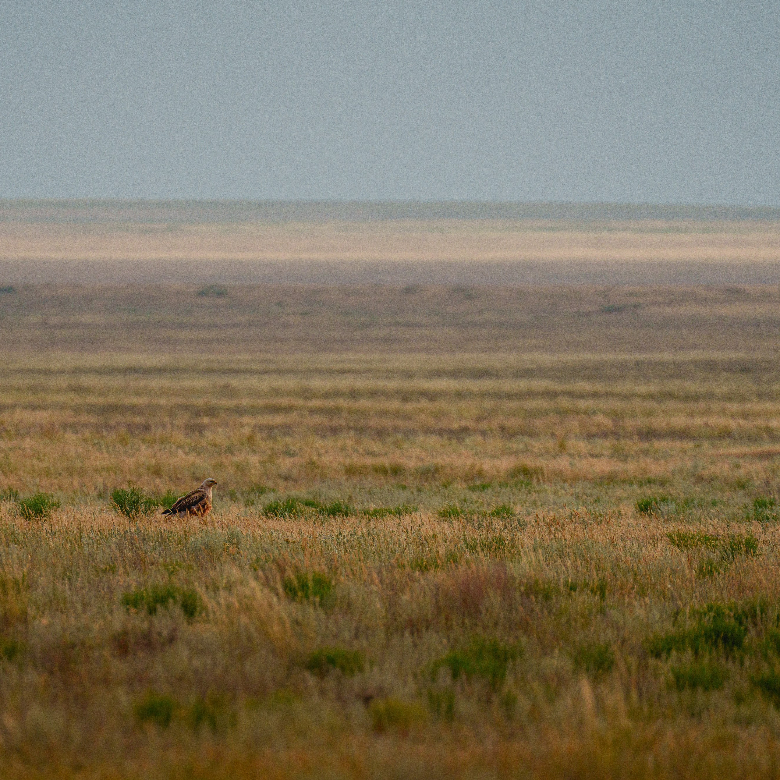 Эльтон: весенний пролет птиц