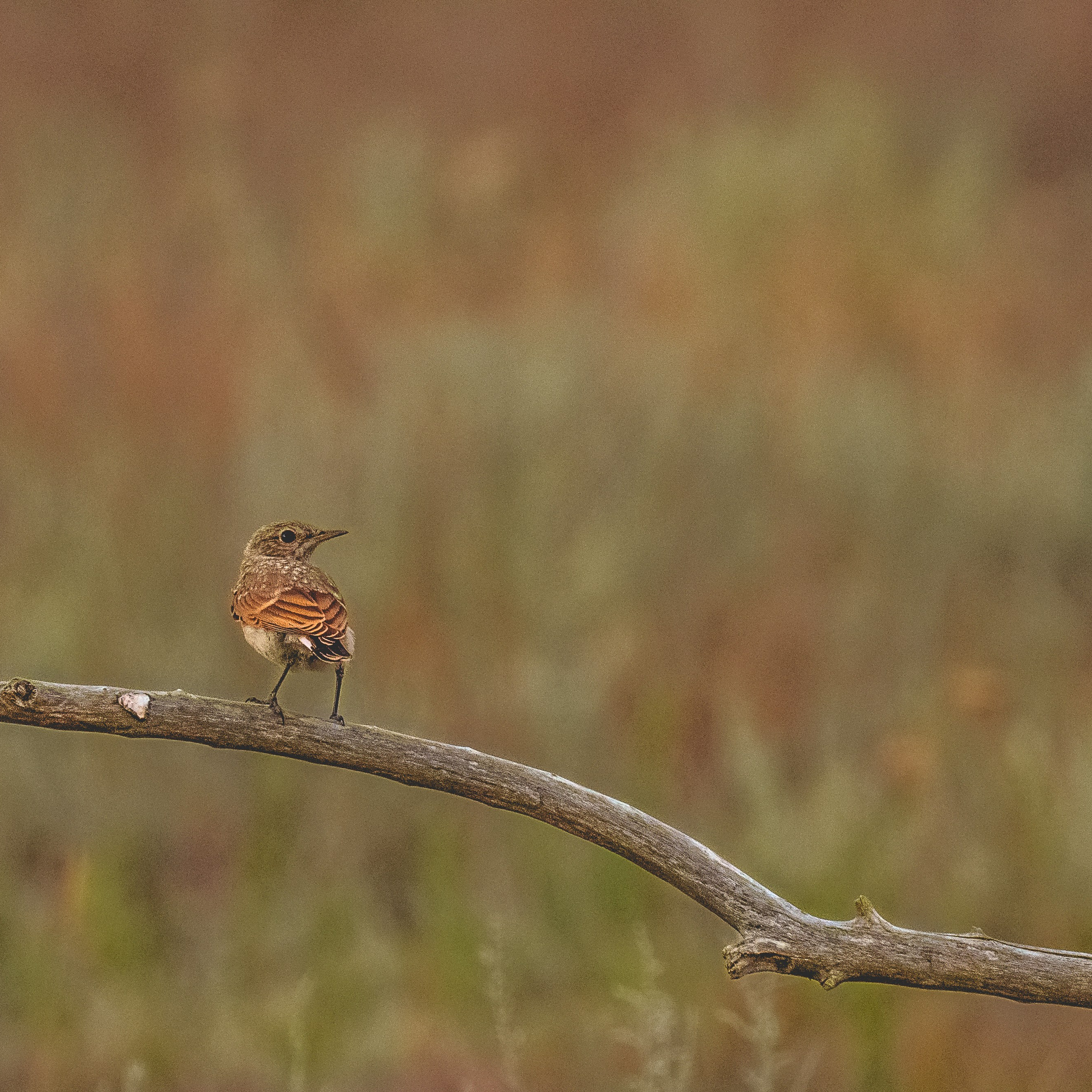 Эльтон: весенний пролет птиц
