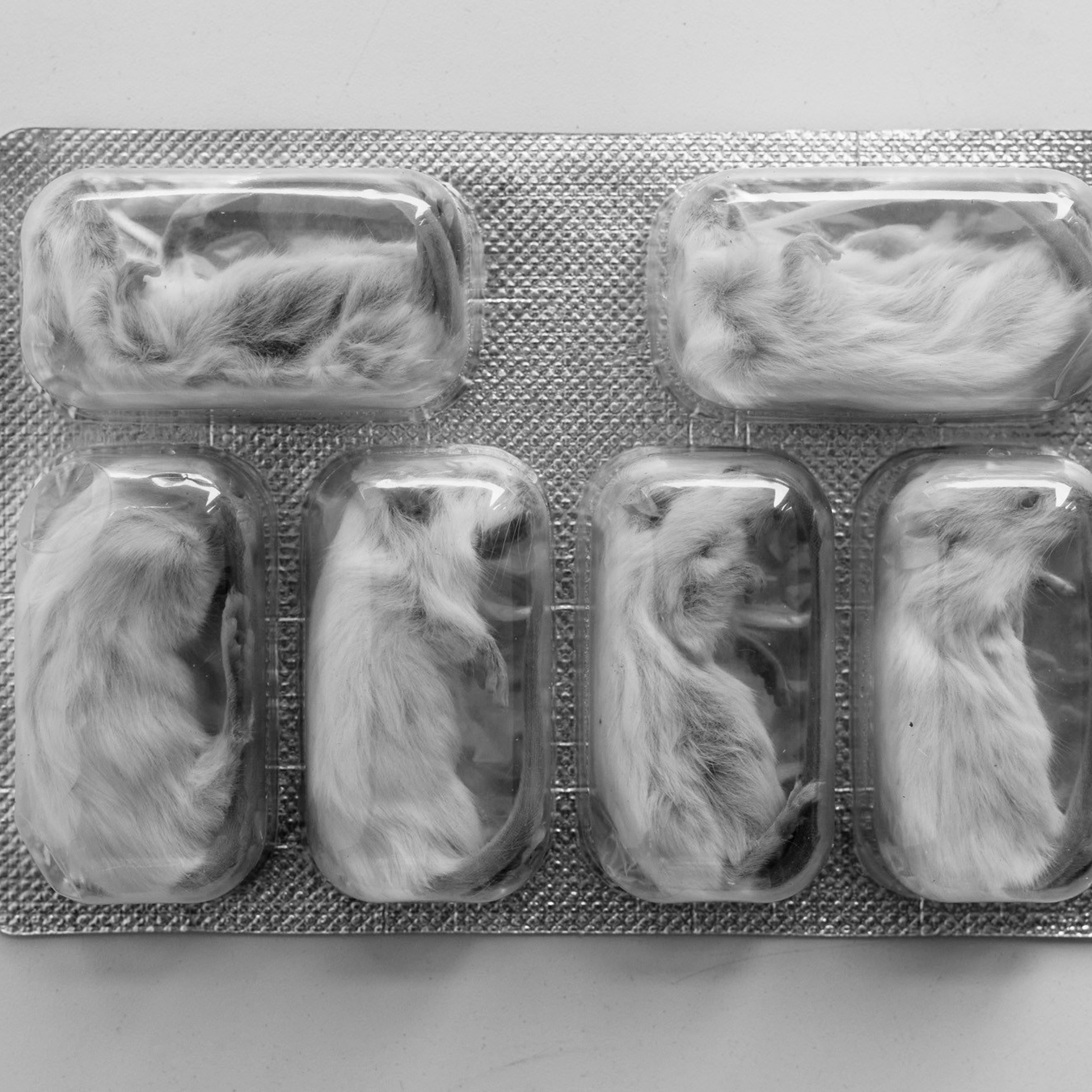 STANDBY MODE. Ekaterina Bovkunova Photographer and Creator