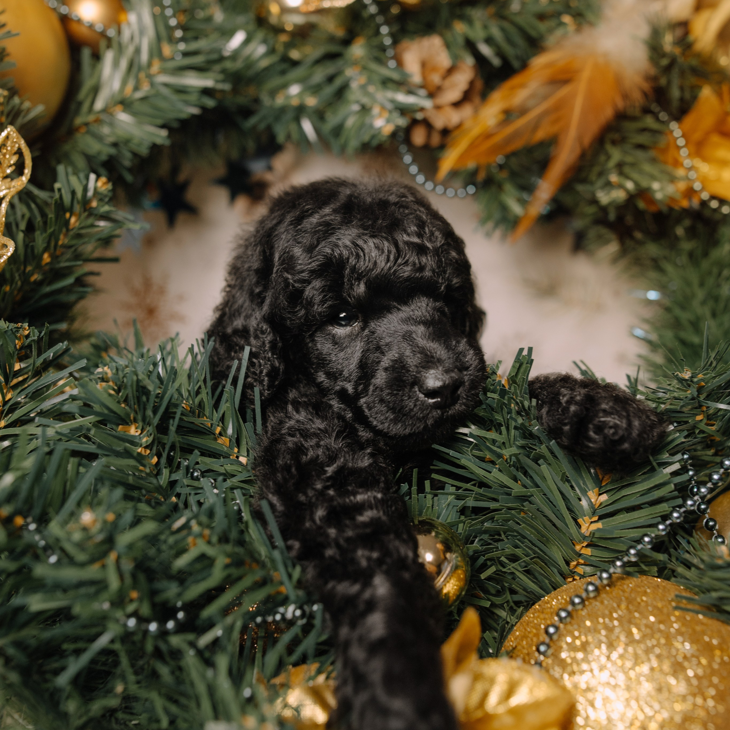 Щенки. Sarabi`s Legacy питомник пуделей Казань