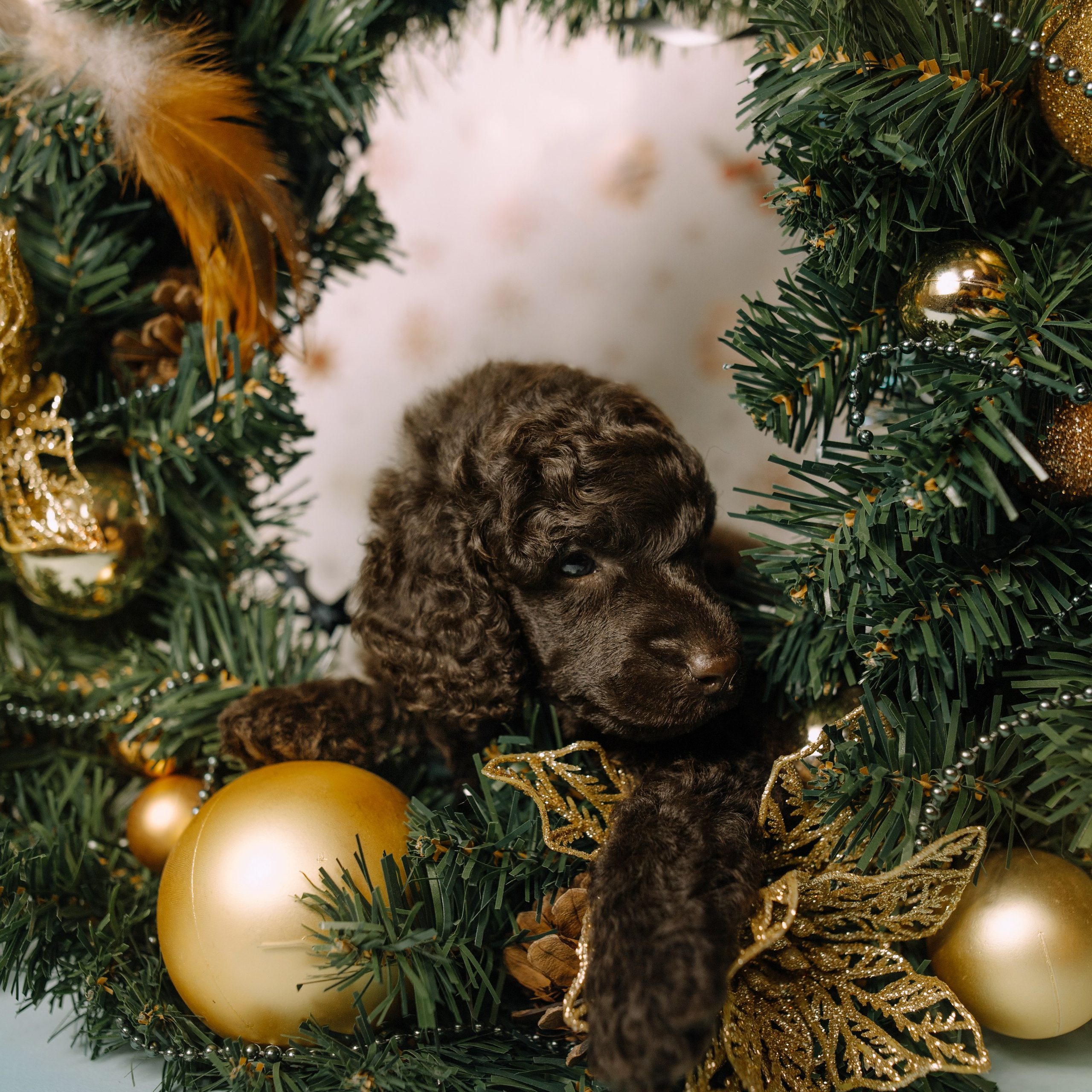 Щенки. Sarabi`s Legacy питомник пуделей Казань