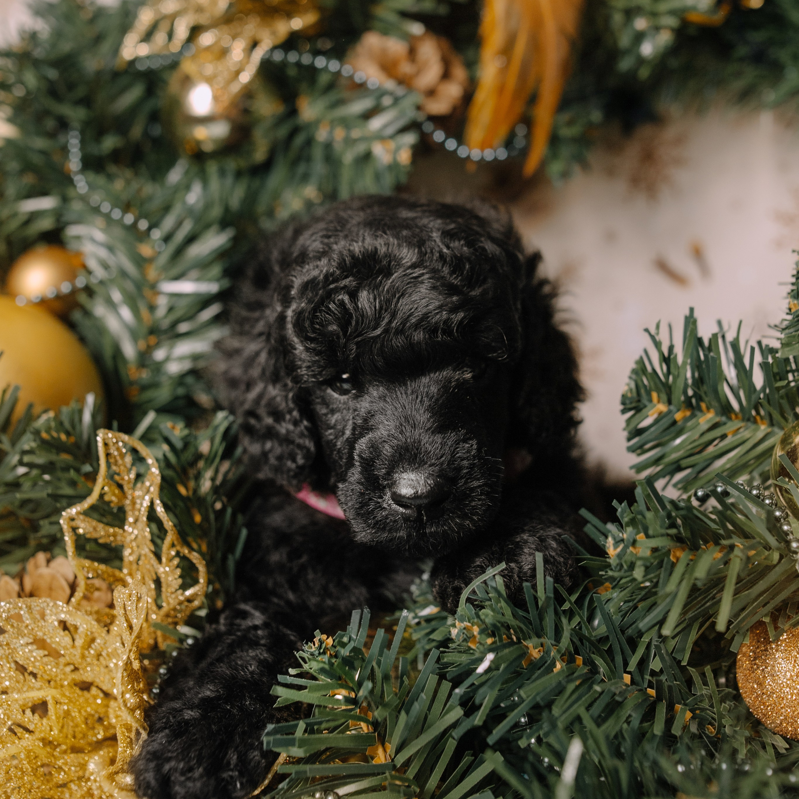 Щенки. Sarabi`s Legacy питомник пуделей Казань