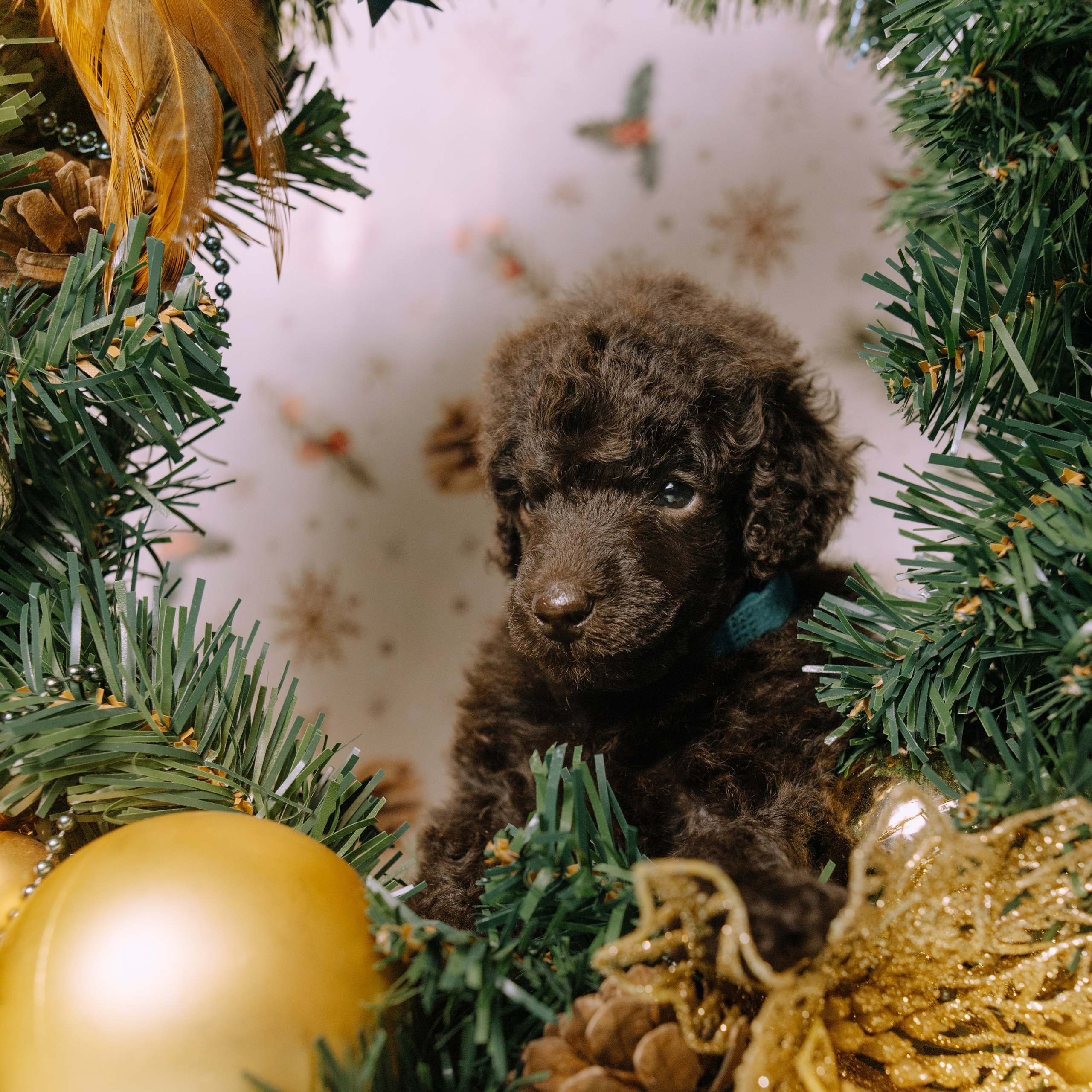 Щенки. Sarabi`s Legacy питомник пуделей Казань