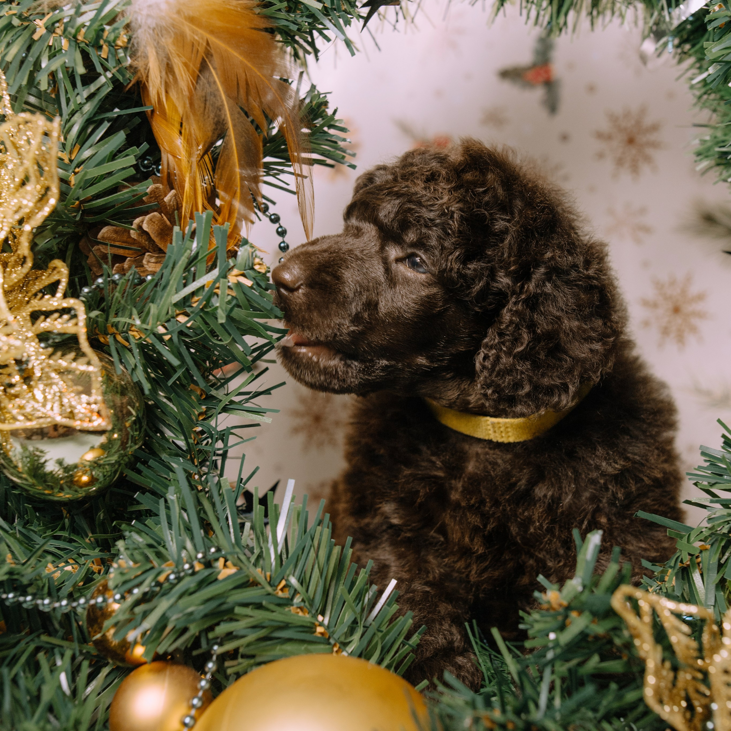 Щенки. Sarabi`s Legacy питомник пуделей Казань