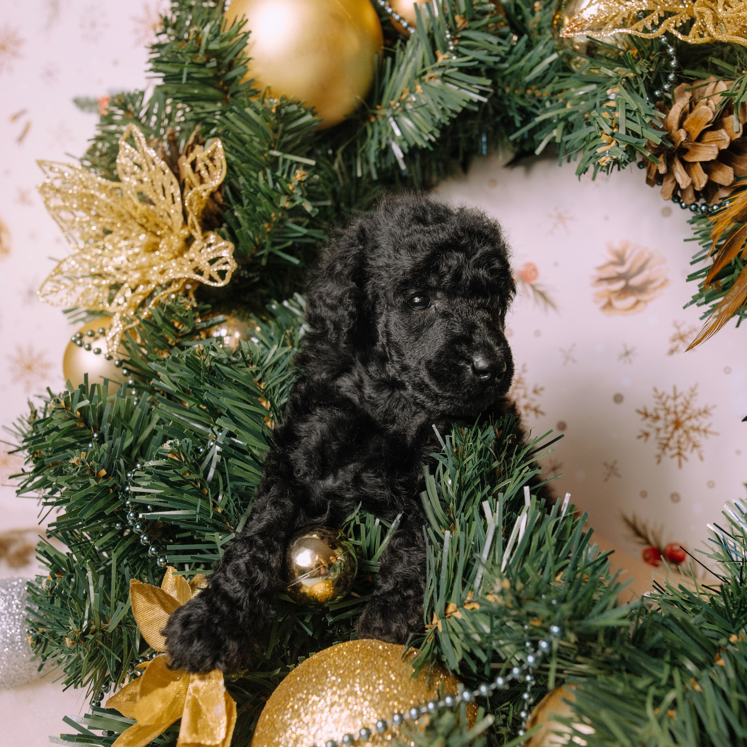 Щенки. Sarabi`s Legacy питомник пуделей Казань