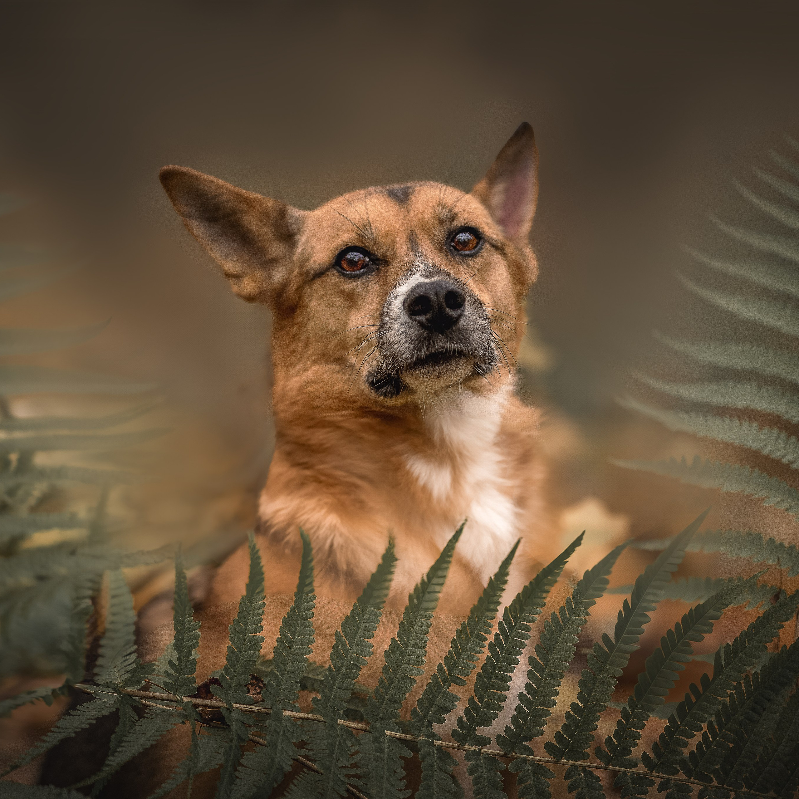 Домашние любимцы. Фотограф-анималист в Москве и Подмосковье