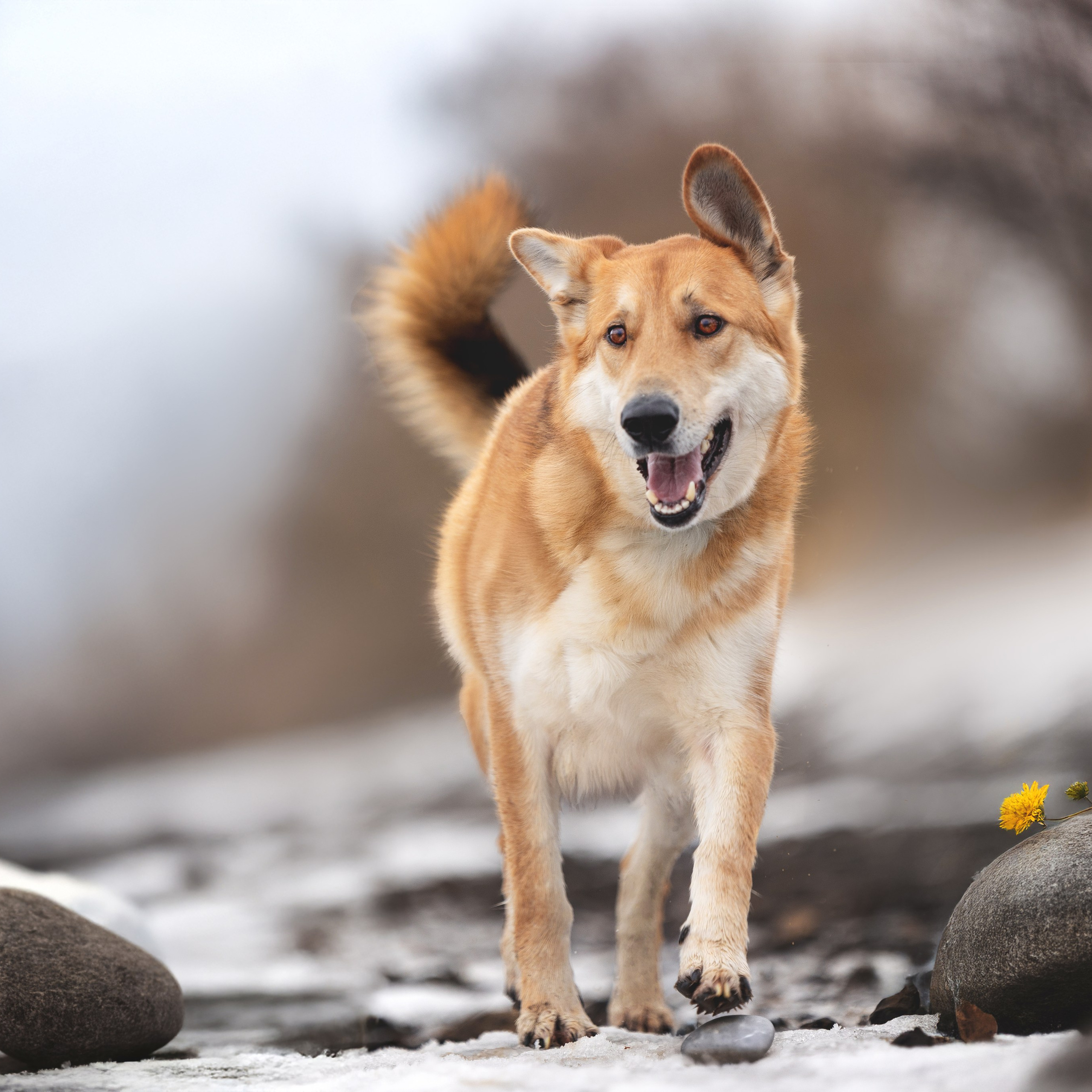 Домашние любимцы. Фотограф-анималист в Москве и Подмосковье