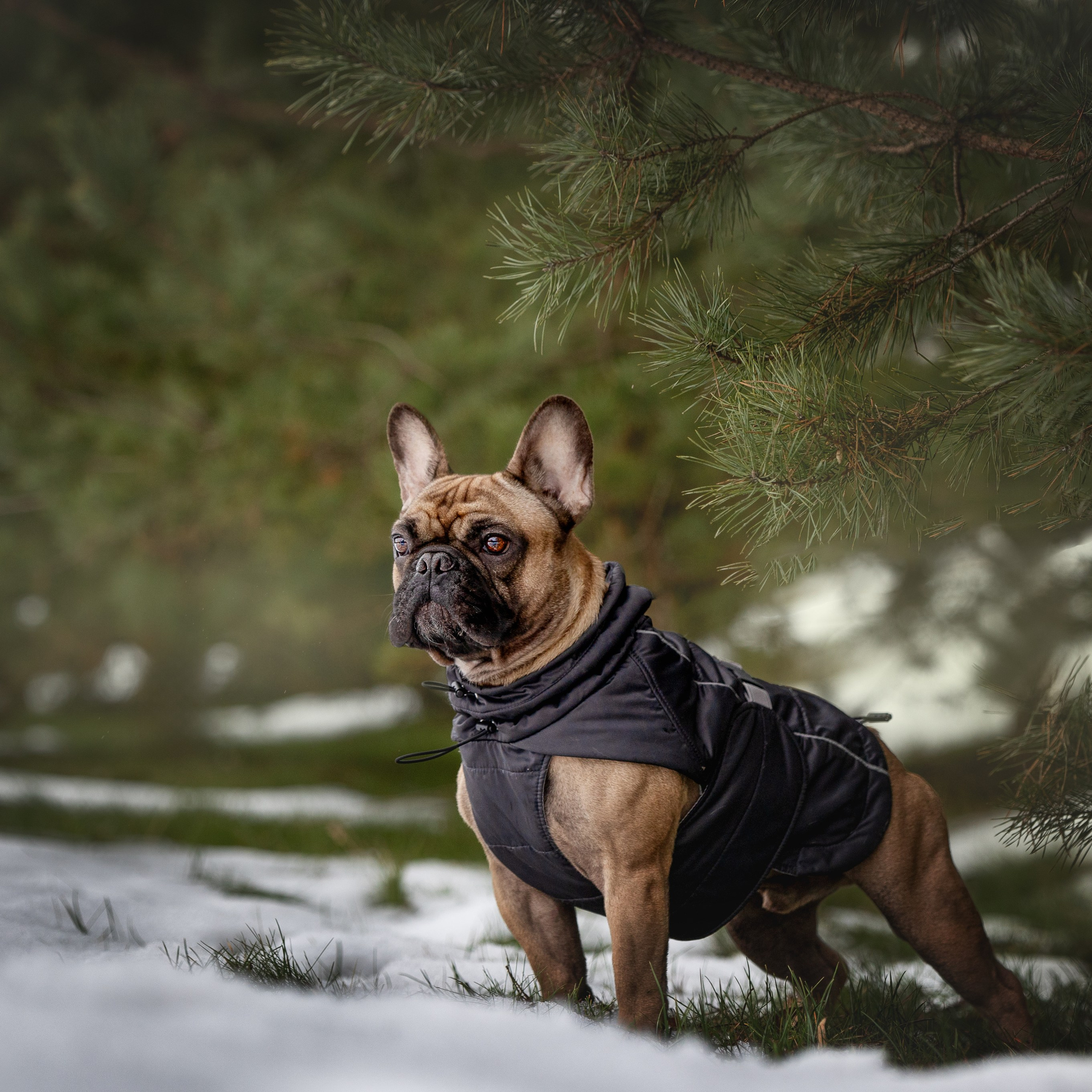 Домашние любимцы. Фотограф-анималист в Москве и Подмосковье