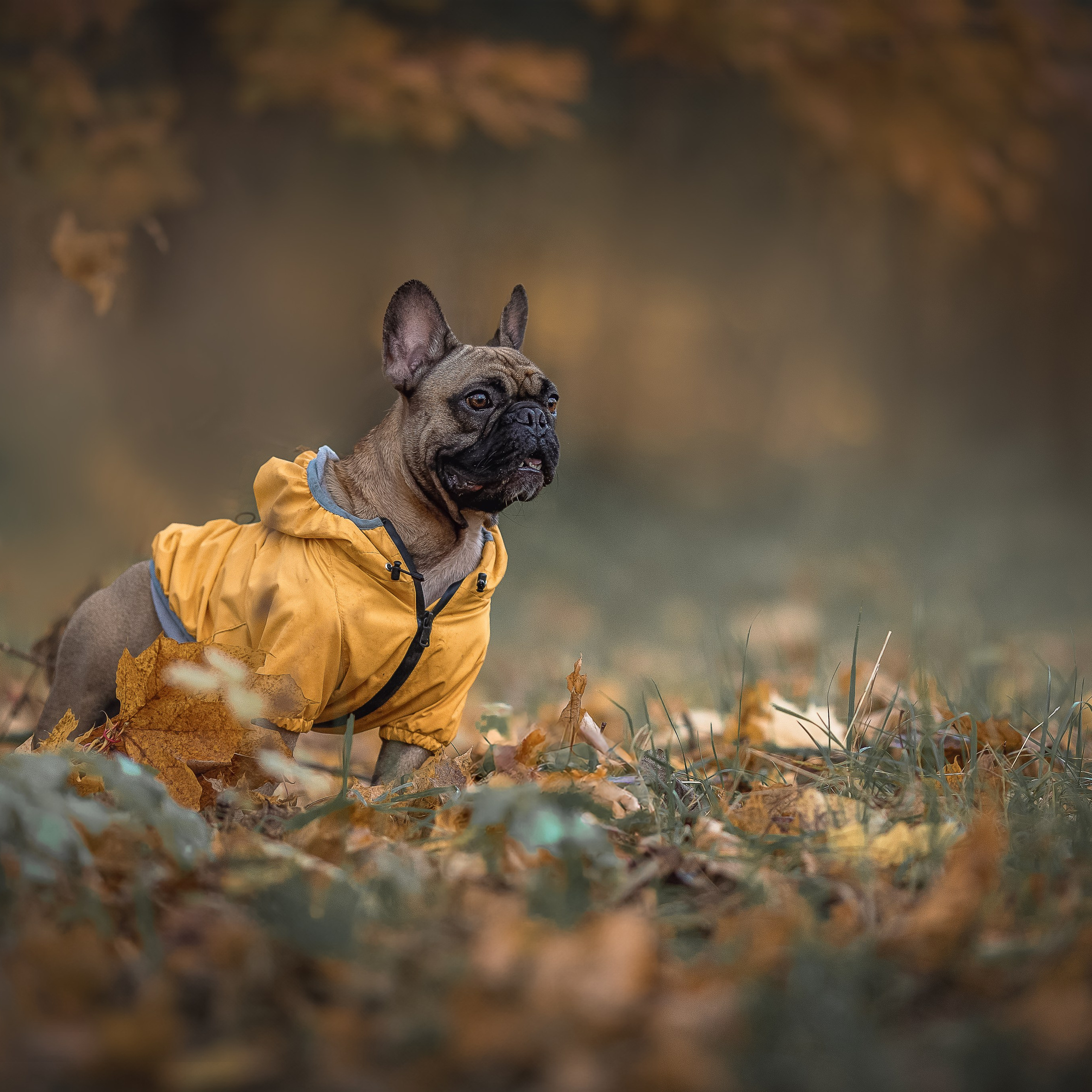 В поиске дома. Фотограф-анималист в Москве и Подмосковье