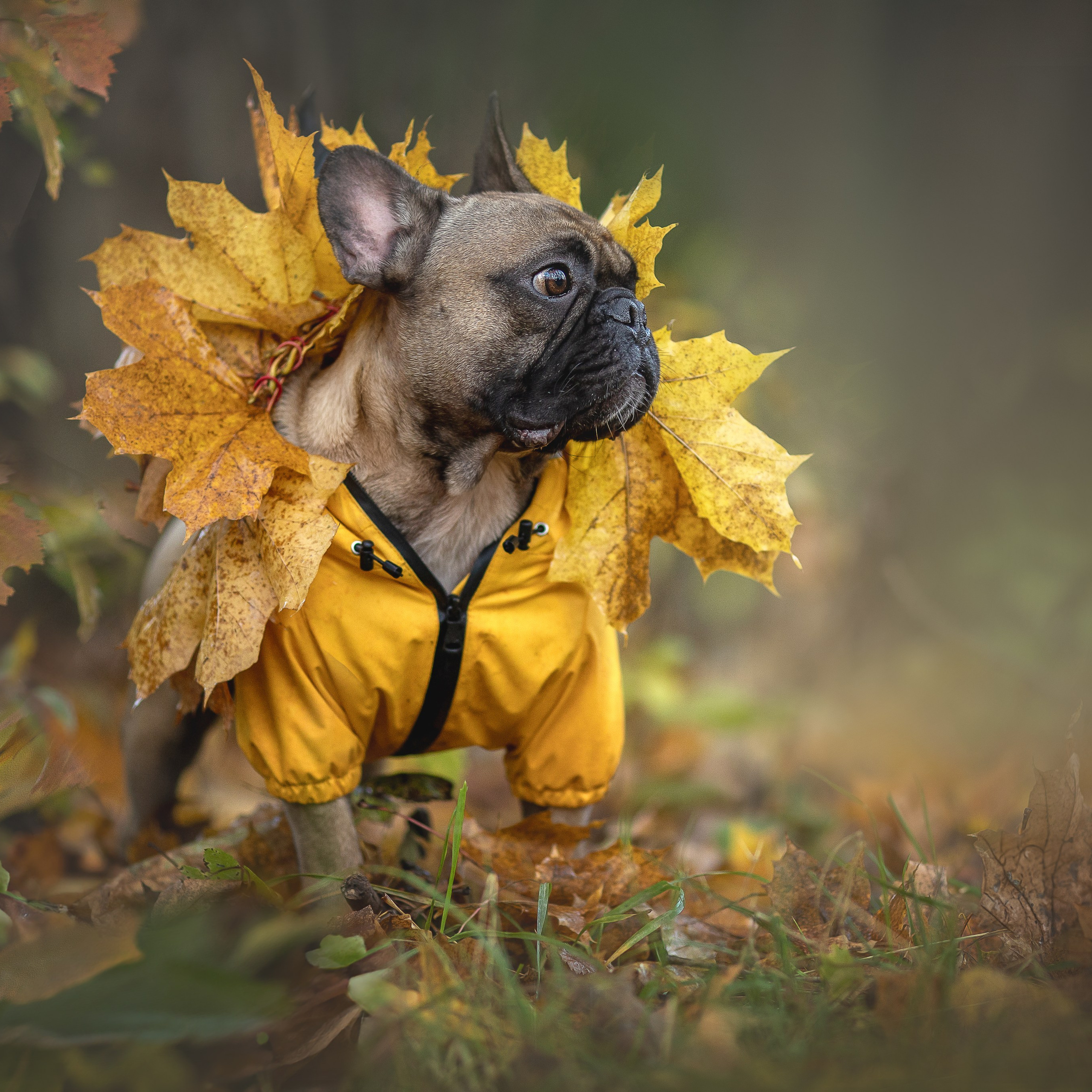 В поиске дома. Фотограф-анималист в Москве и Подмосковье