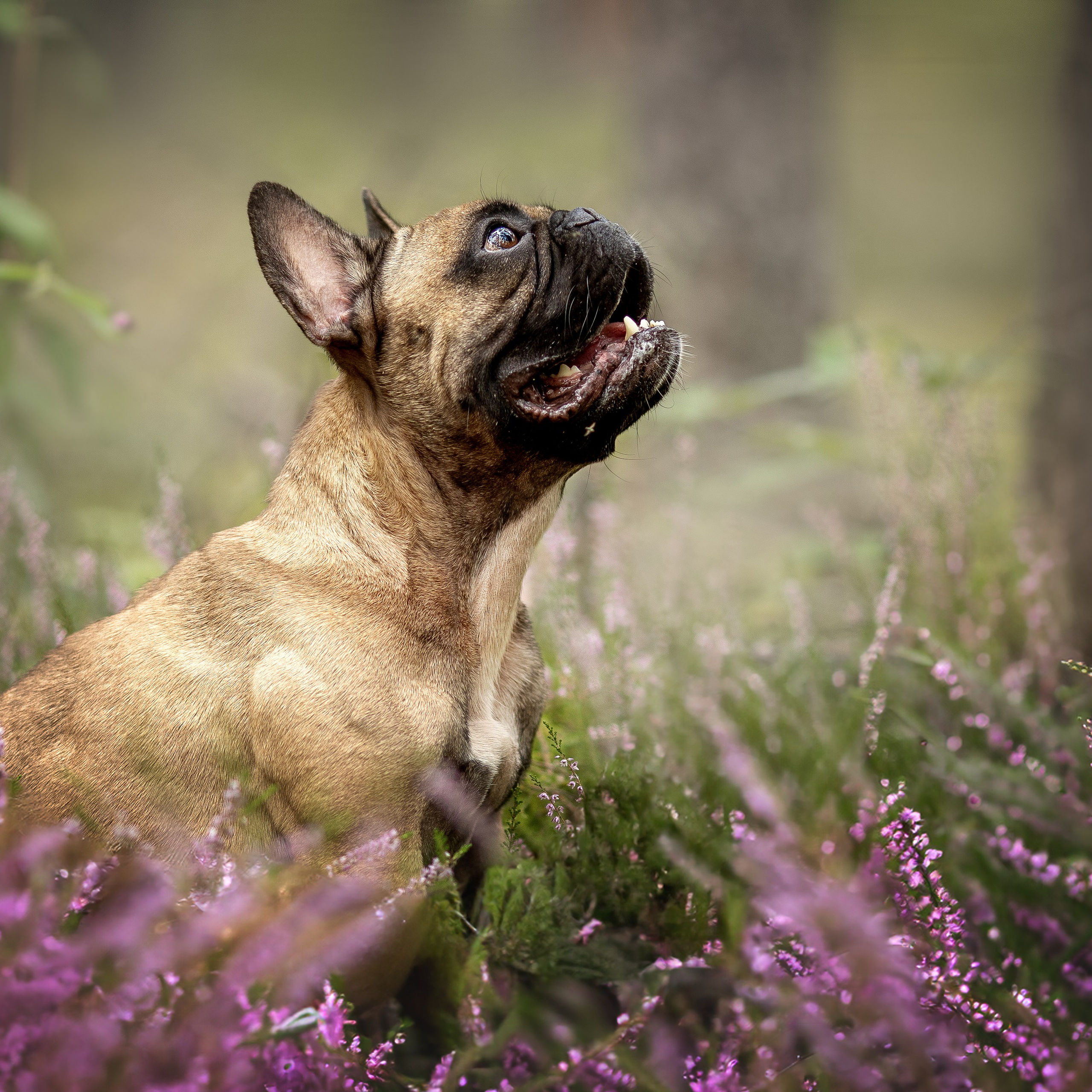 В поиске дома. Фотограф-анималист в Москве и Подмосковье