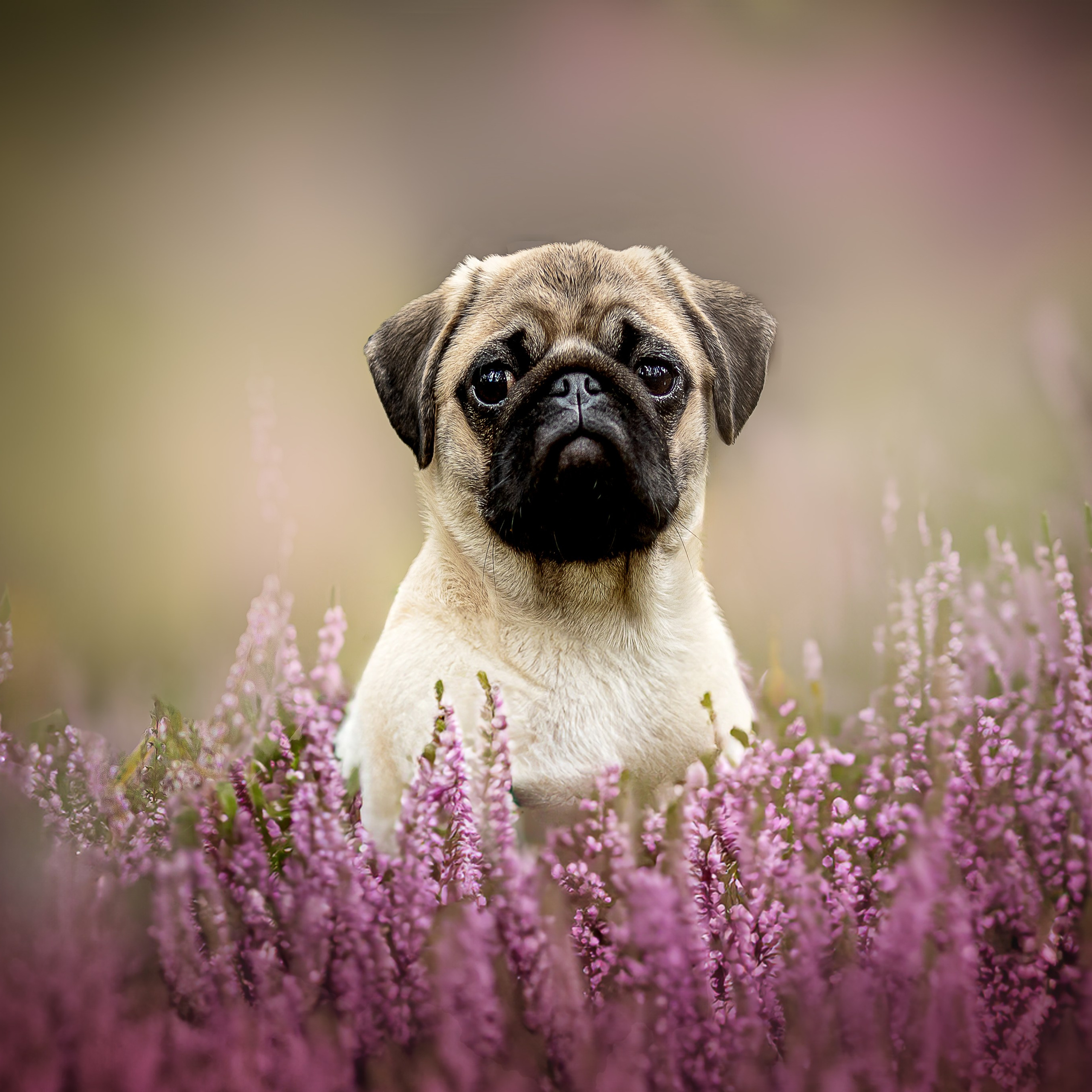 Домашние любимцы. Фотограф-анималист в Москве и Подмосковье