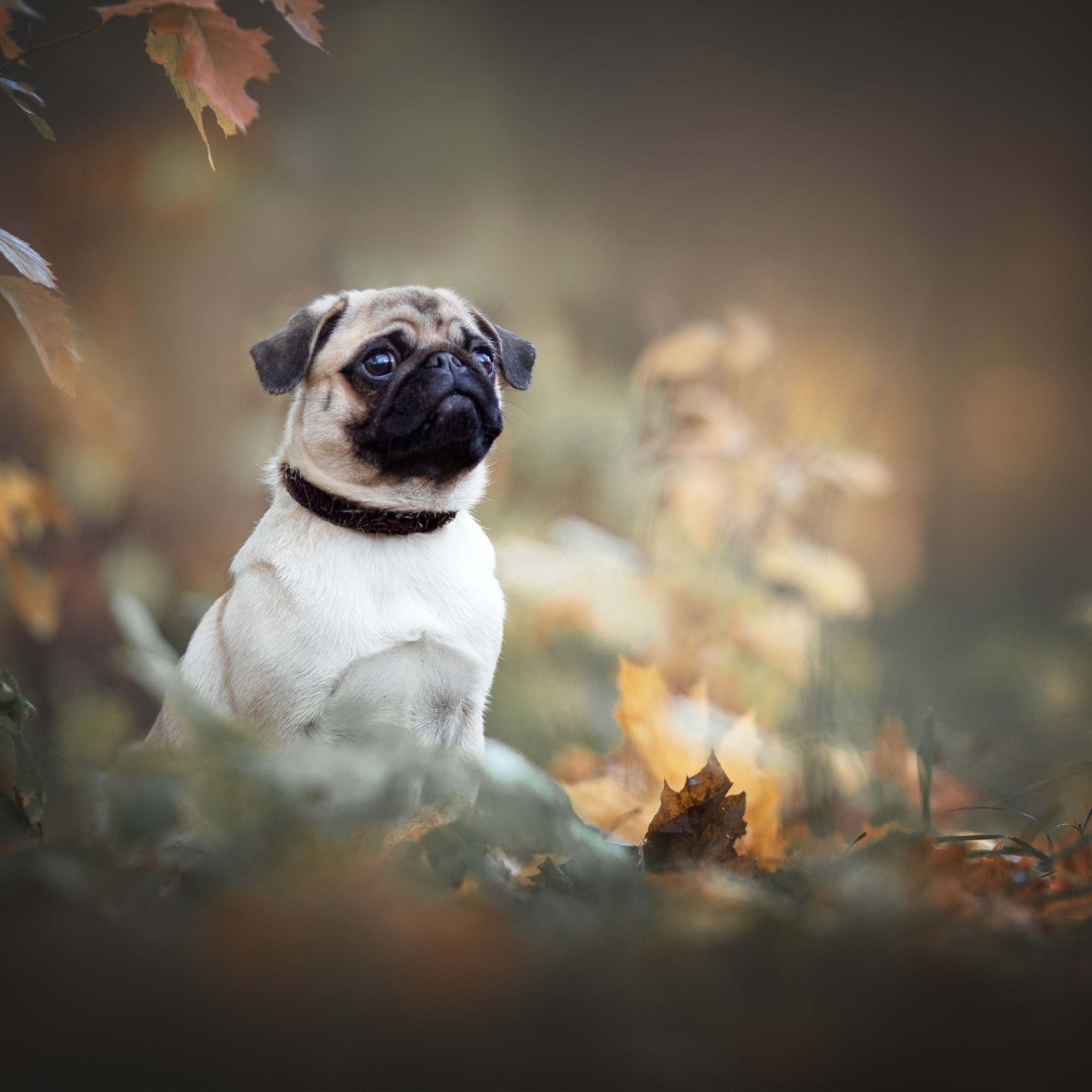 Домашние любимцы. Фотограф-анималист в Москве и Подмосковье