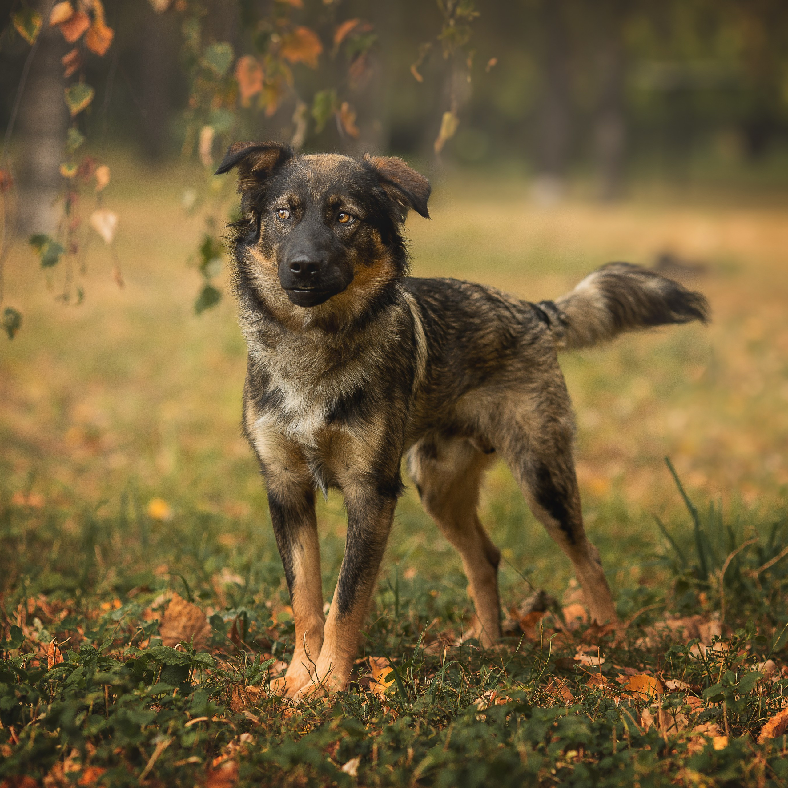 В поиске дома. Фотограф-анималист в Москве и Подмосковье