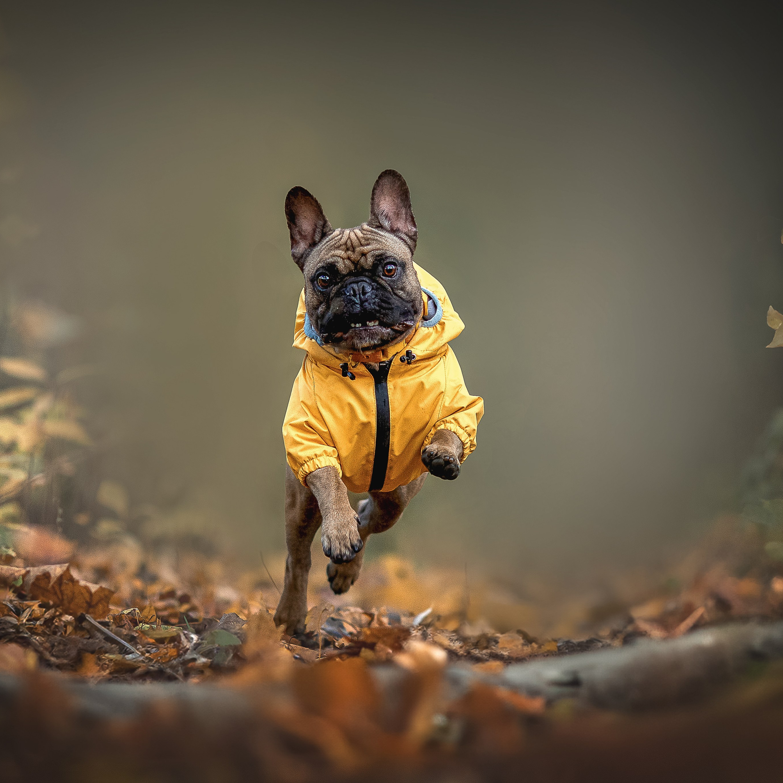 Домашние любимцы. Фотограф-анималист в Москве и Подмосковье