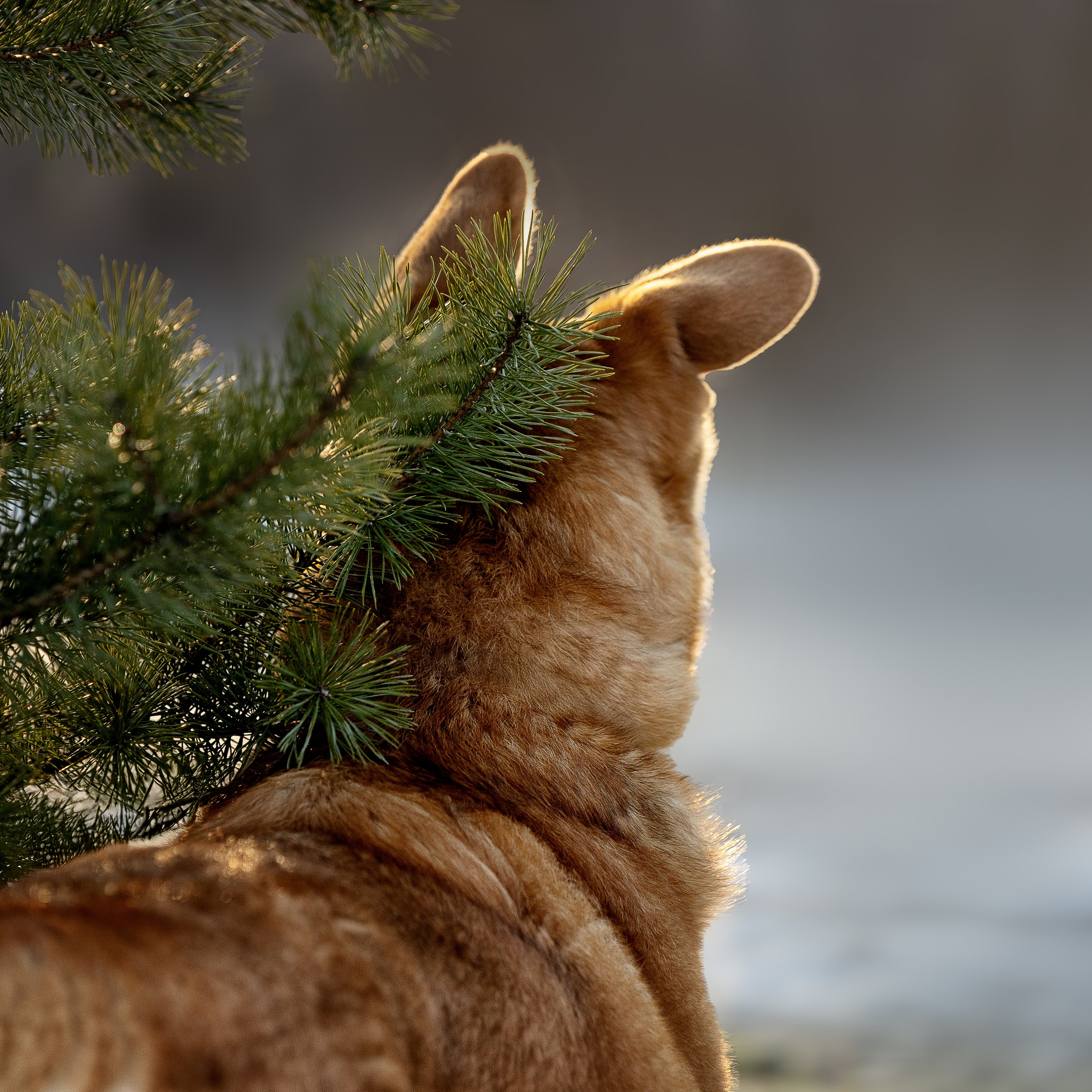 В поиске дома. Фотограф-анималист в Москве и Подмосковье
