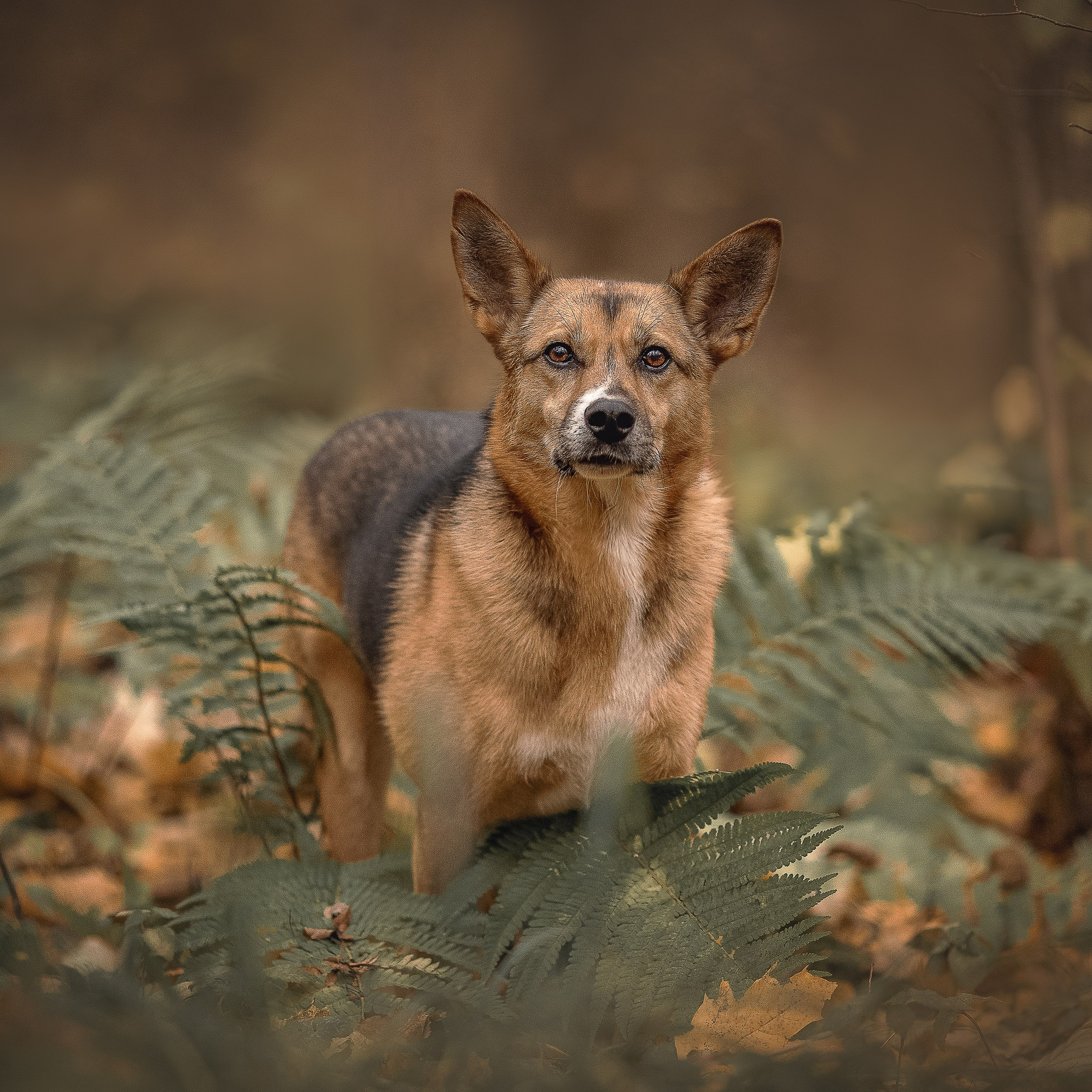 В поиске дома. Фотограф-анималист в Москве и Подмосковье