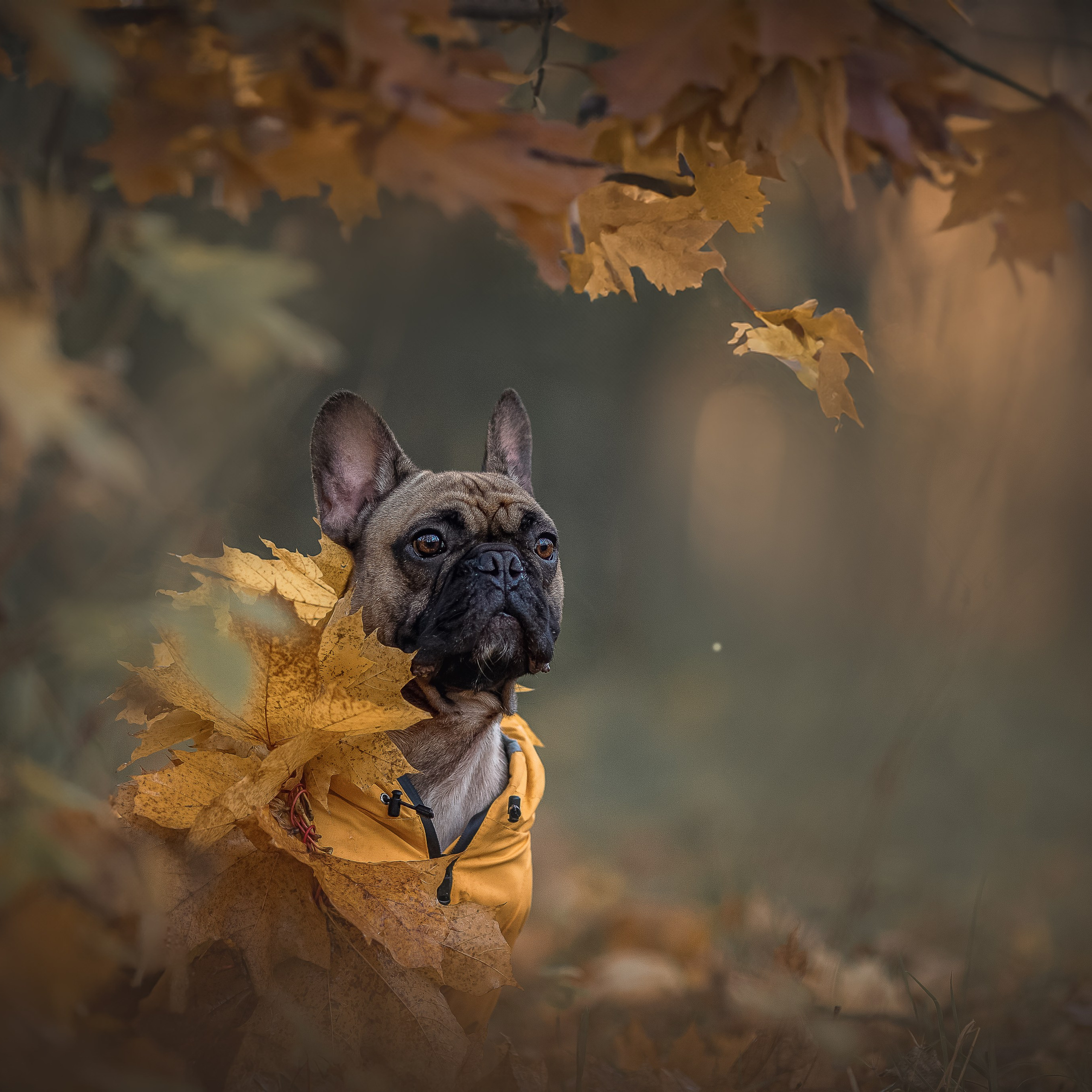 Домашние любимцы. Фотограф-анималист в Москве и Подмосковье