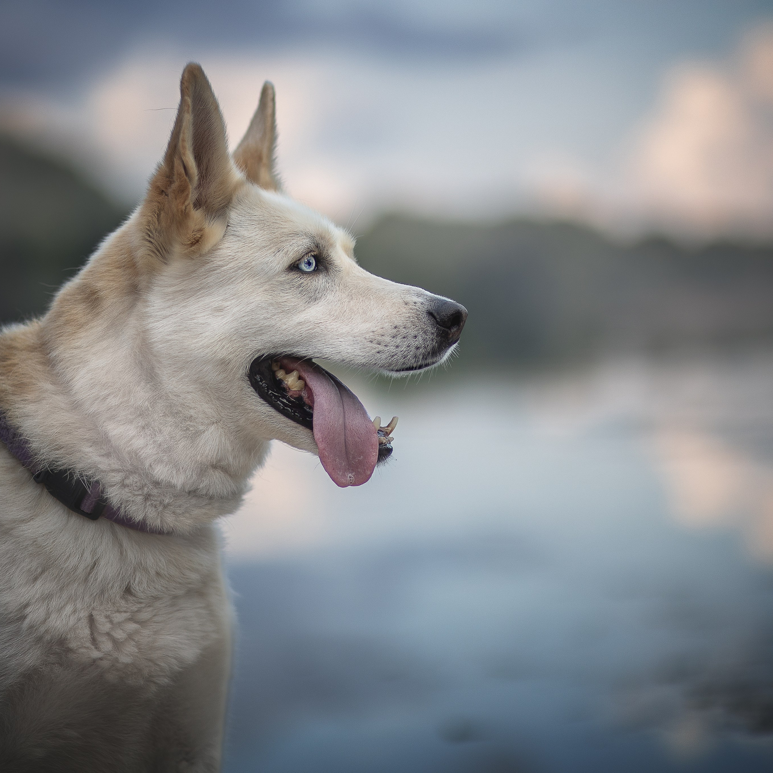 Домашние любимцы. Фотограф-анималист в Москве и Подмосковье