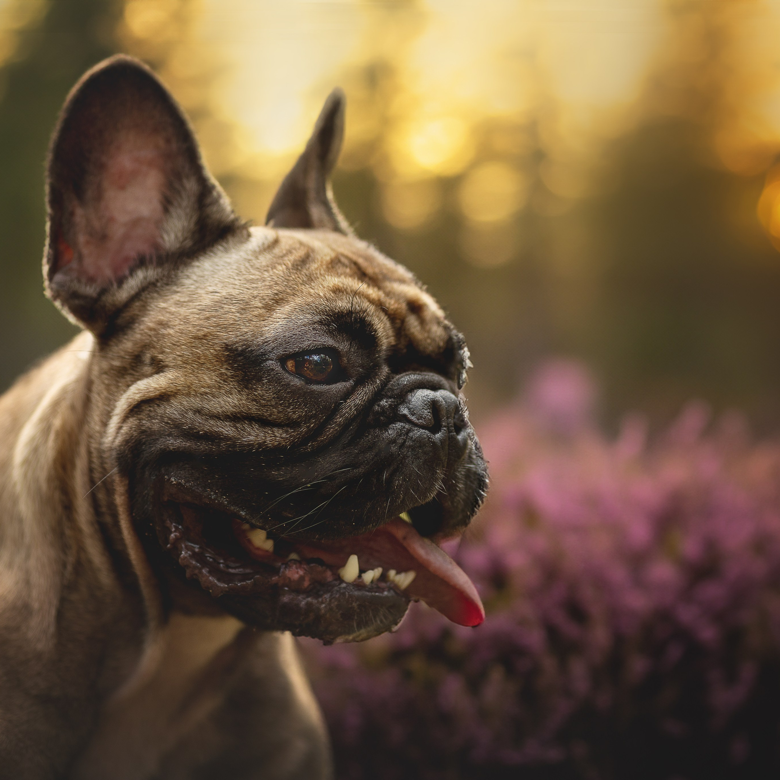 В поиске дома. Фотограф-анималист в Москве и Подмосковье