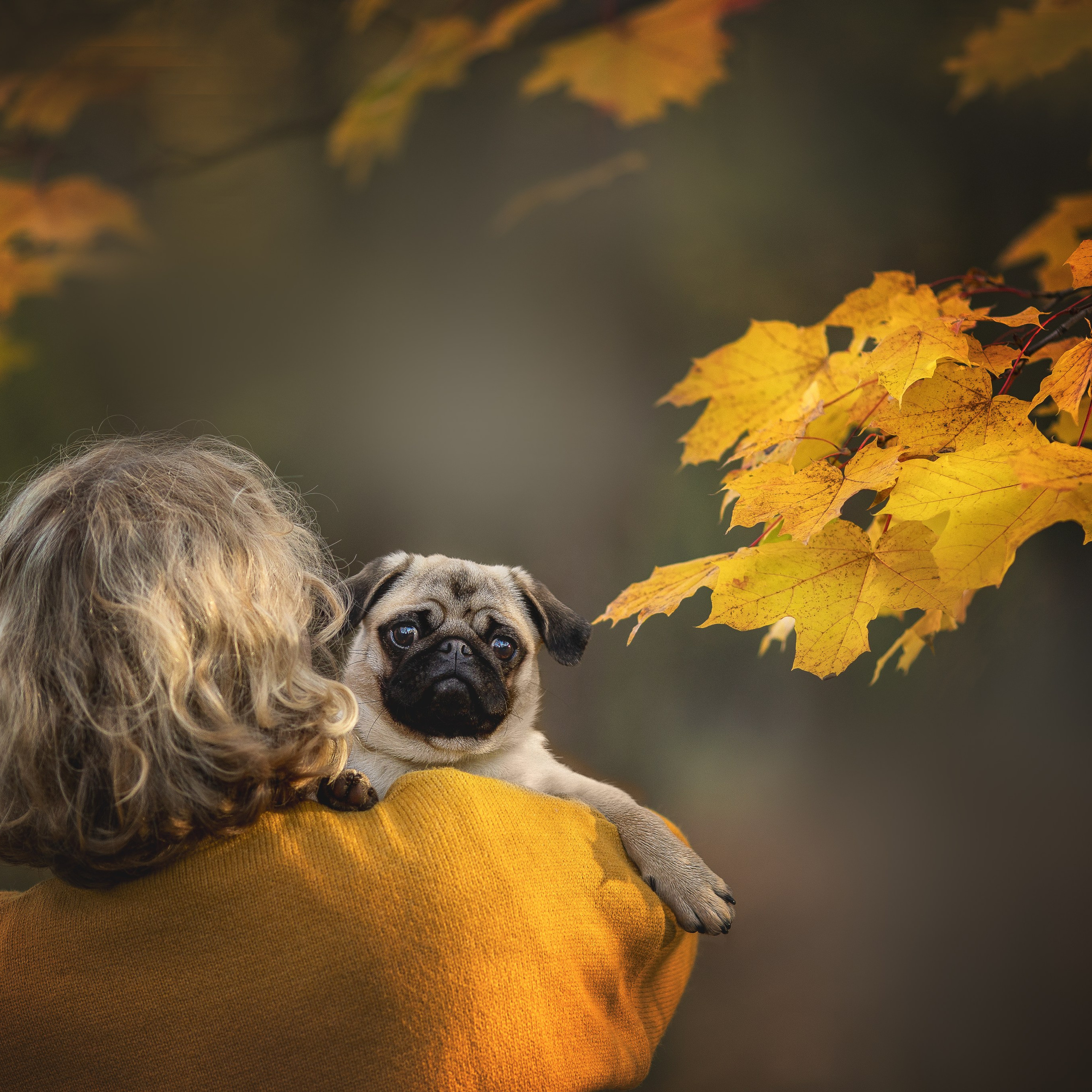 Вы и ваша собака. Фотограф-анималист в Москве и Подмосковье