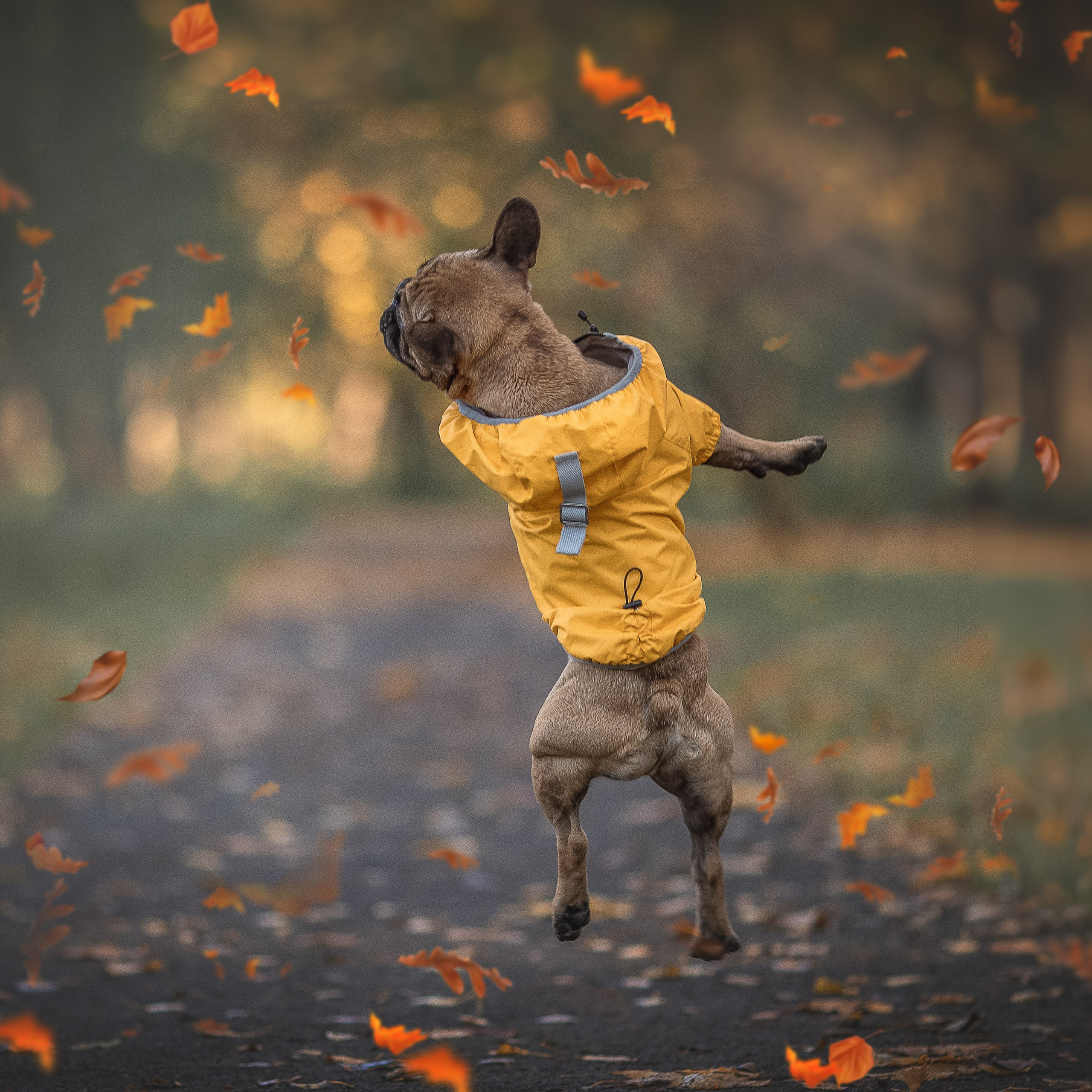 В поиске дома. Фотограф-анималист в Москве и Подмосковье