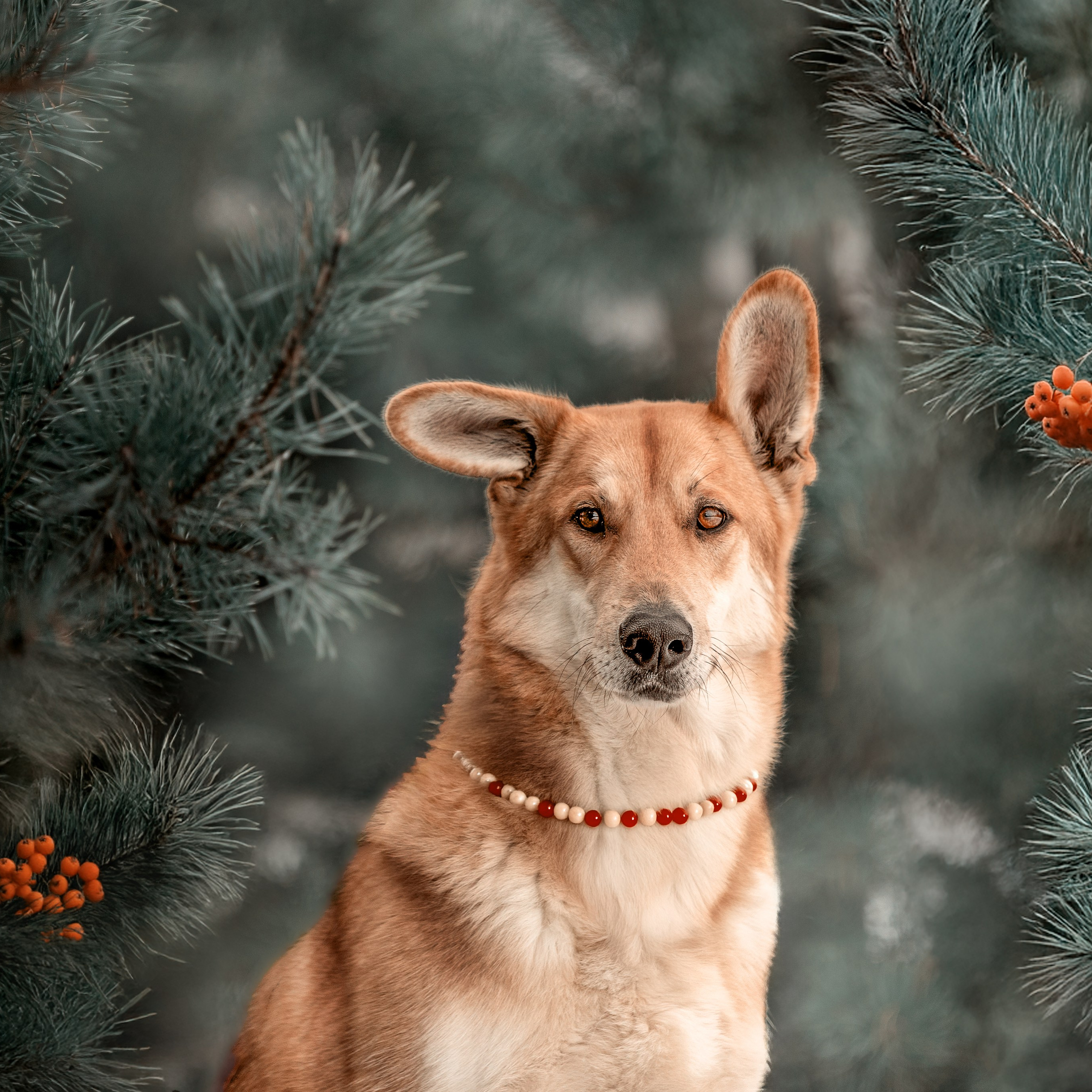 В поиске дома. Фотограф-анималист в Москве и Подмосковье